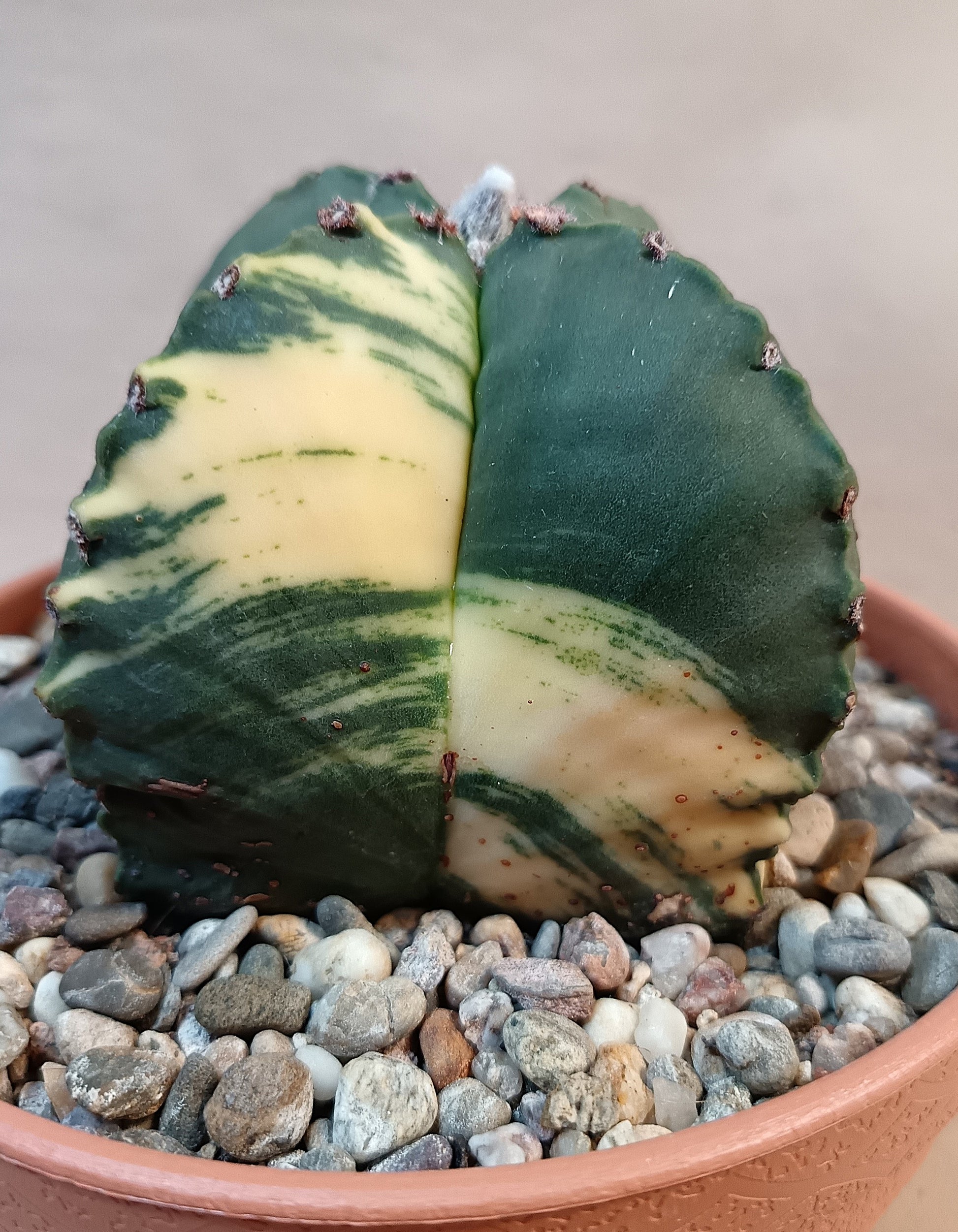 Astrophytum myriostigma variegata – 4-rippig – Breite ca. 6 cm #2