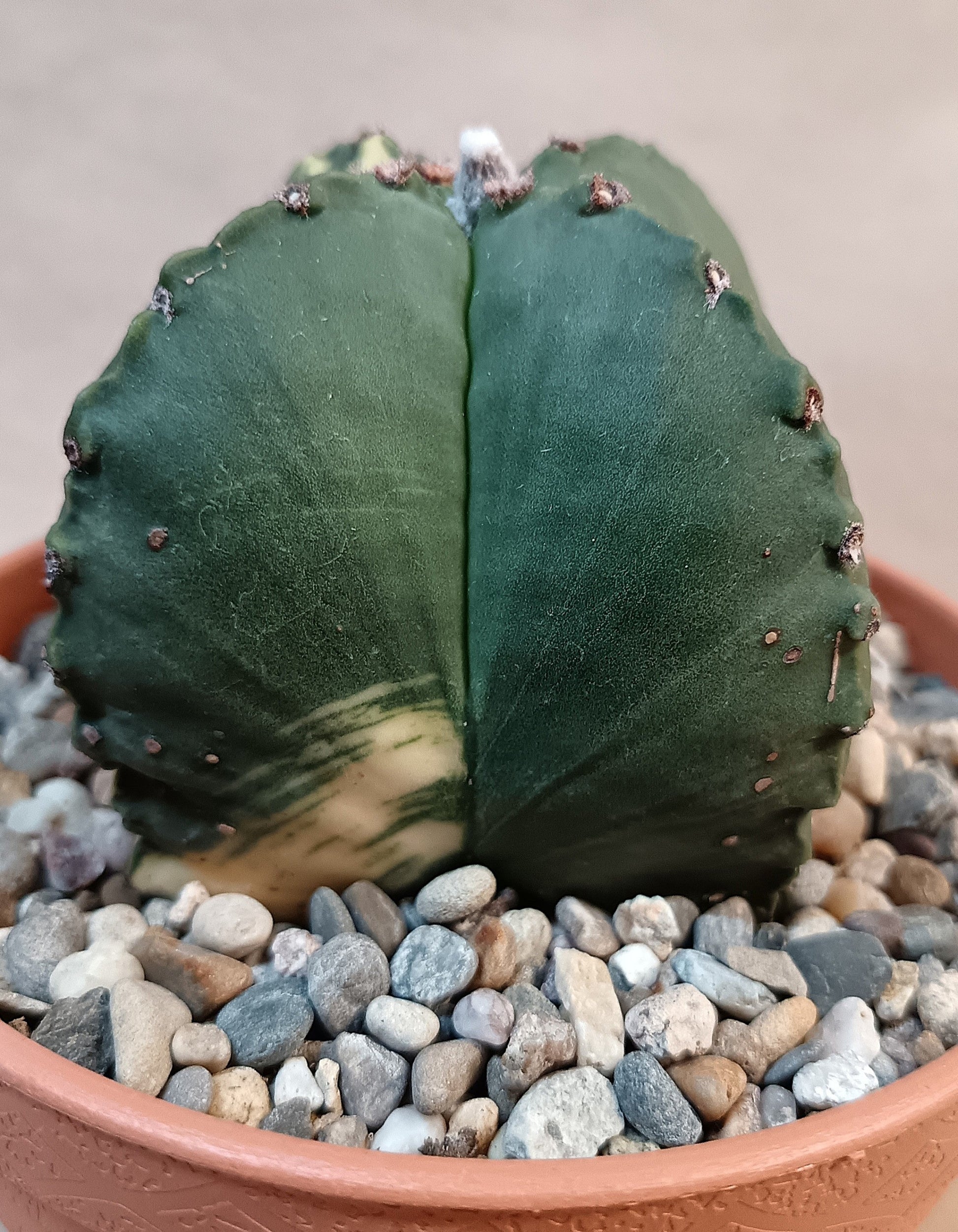 Astrophytum myriostigma variegata – 4-rippig – Breite ca. 6 cm #2