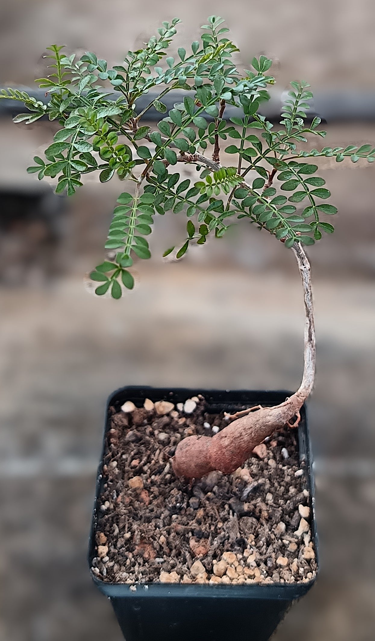 Operculicarya pachypus