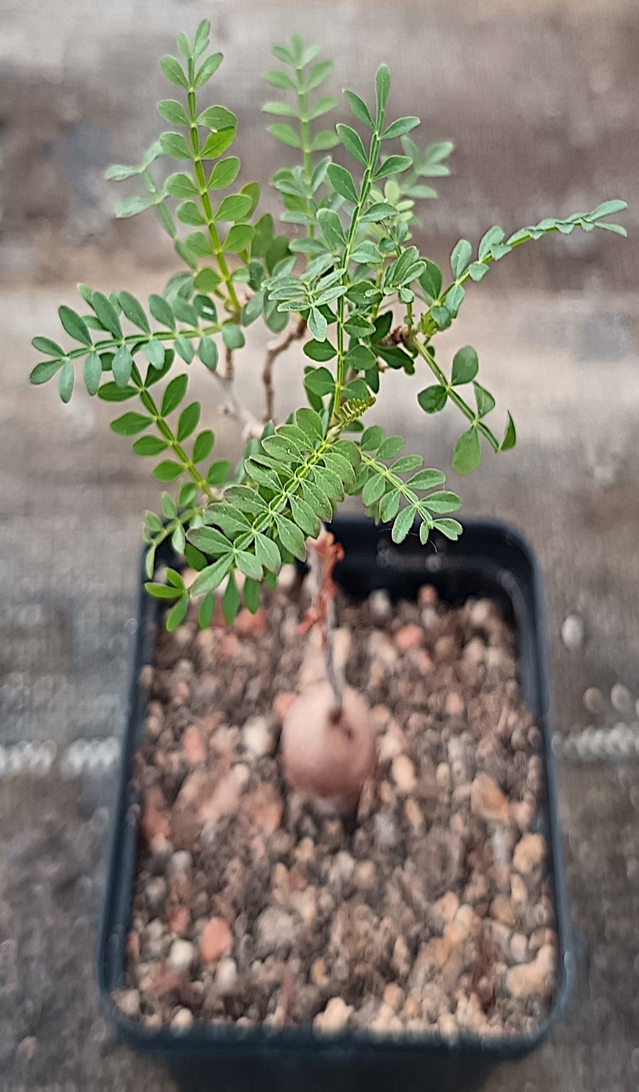 Operculicarya pachypus