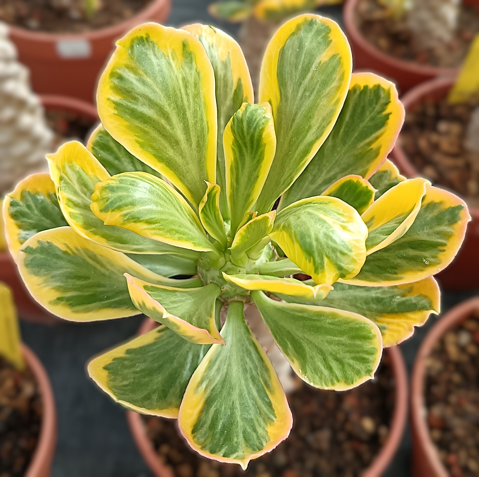 Euphorbia poisonii cv. variegata