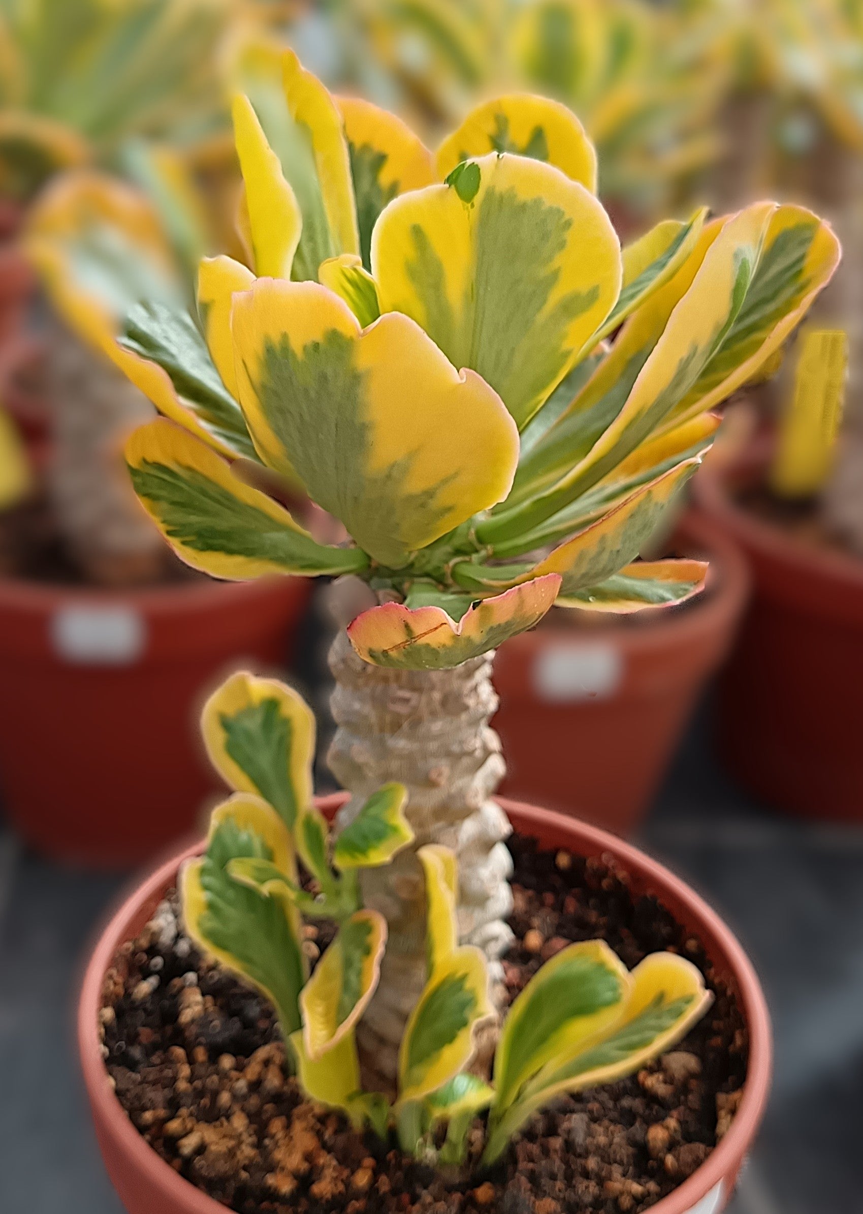 Euphorbia poisonii cv. variegata