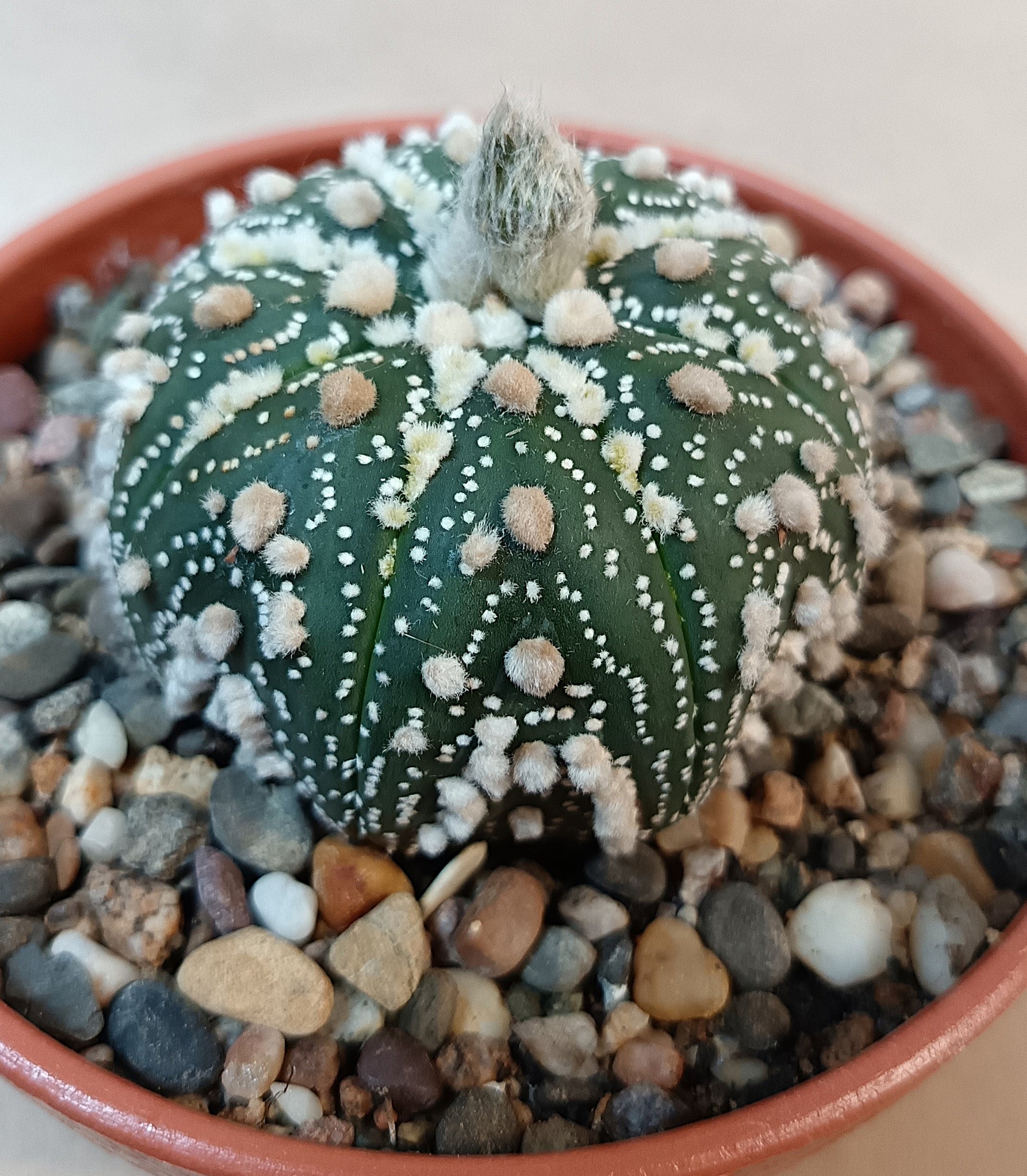 Astrophytum asterias 'Hanazono Kabuto' #6