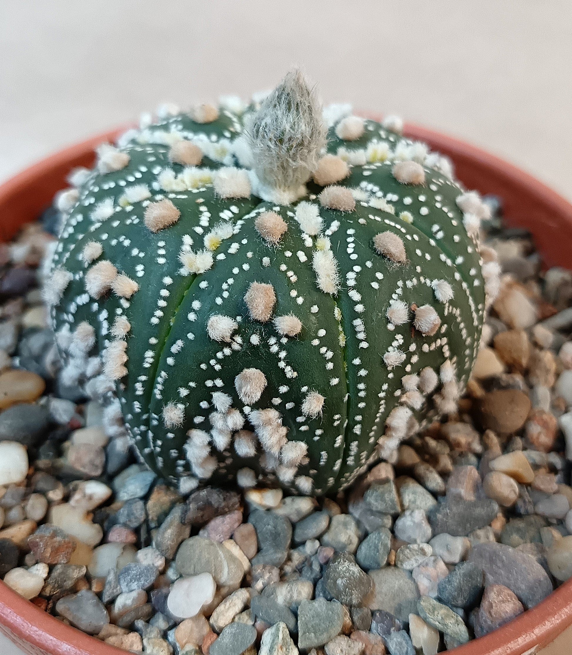 Astrophytum asterias 'Hanazono Kabuto' #6