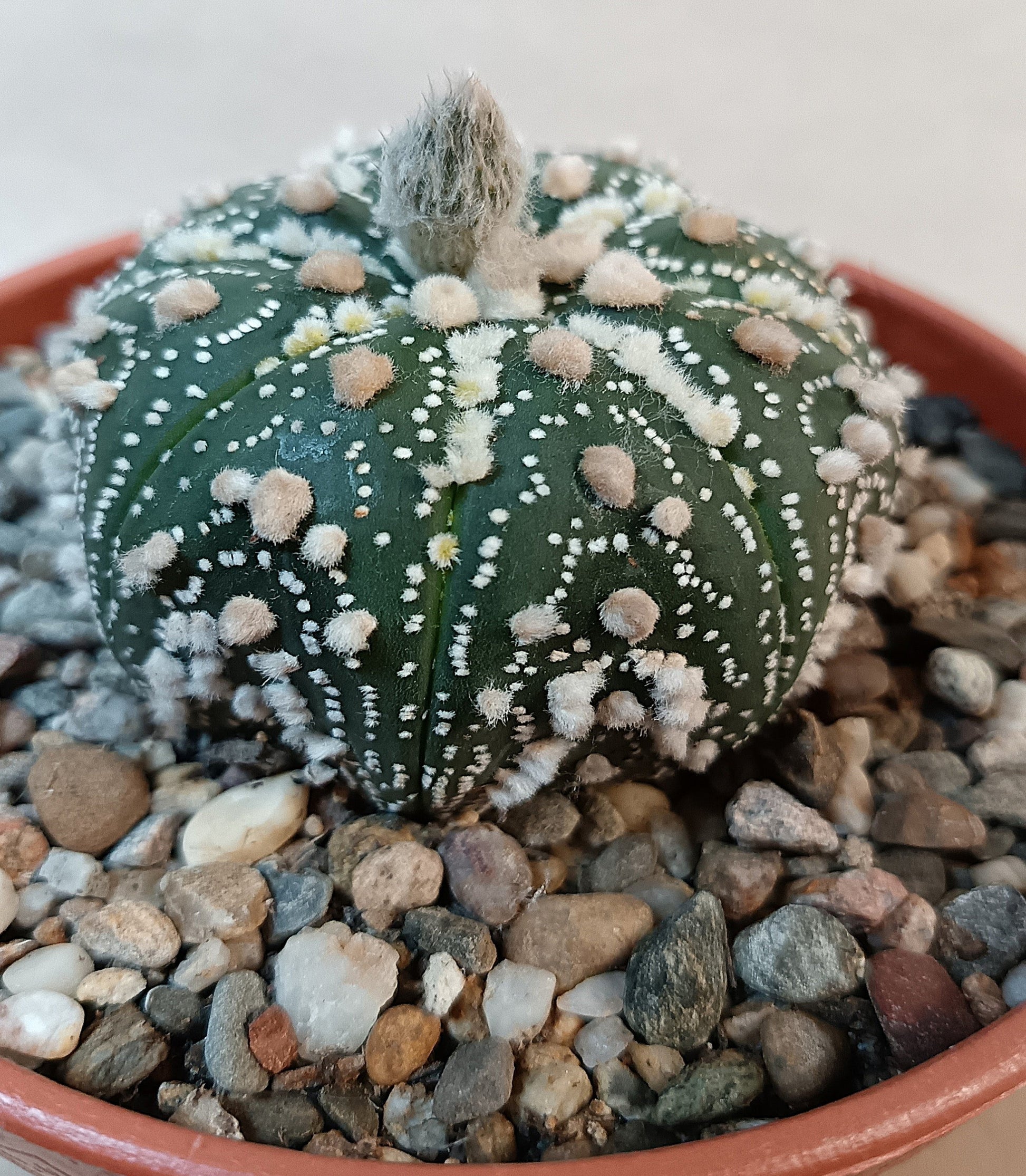 Astrophytum asterias 'Hanazono Kabuto' #6