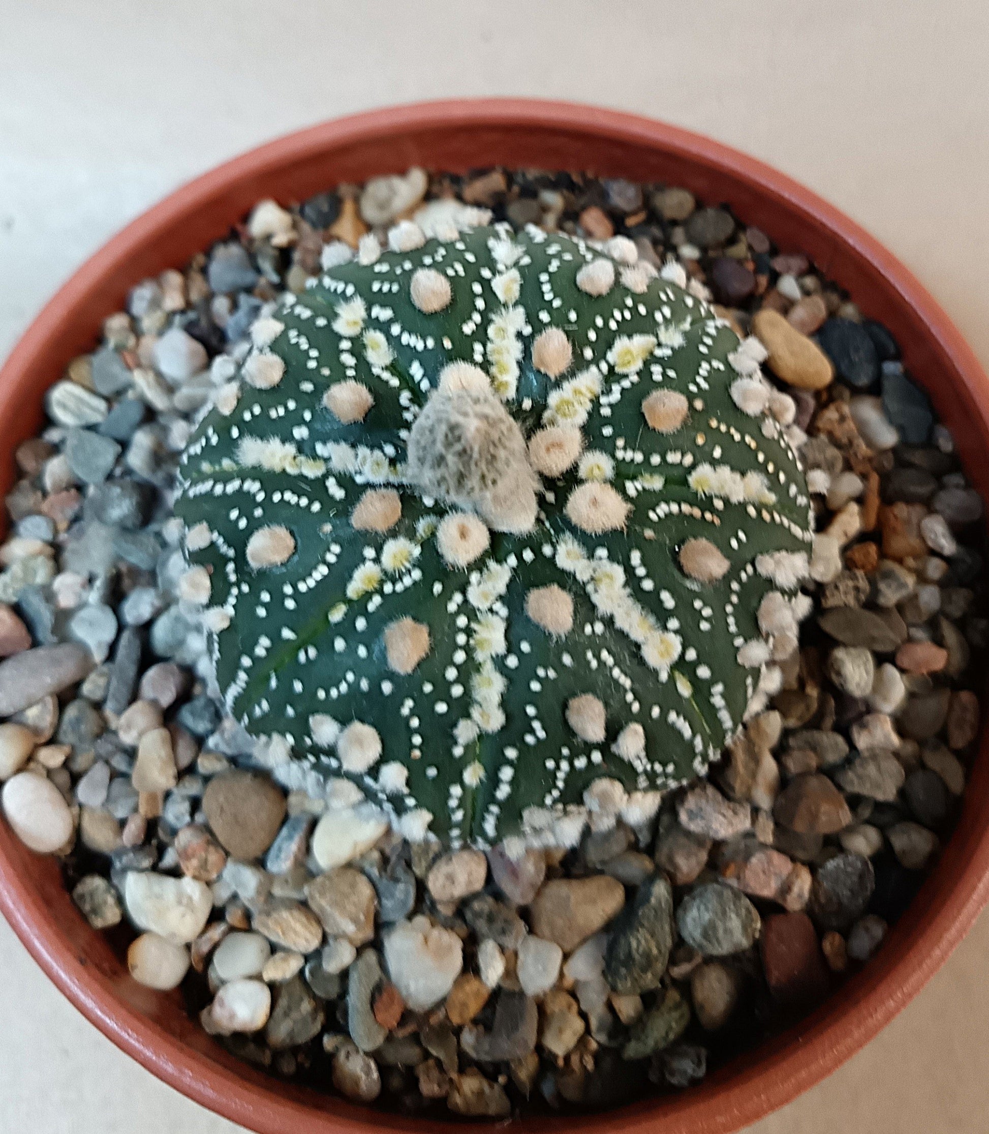 Astrophytum asterias 'Hanazono Kabuto' #6