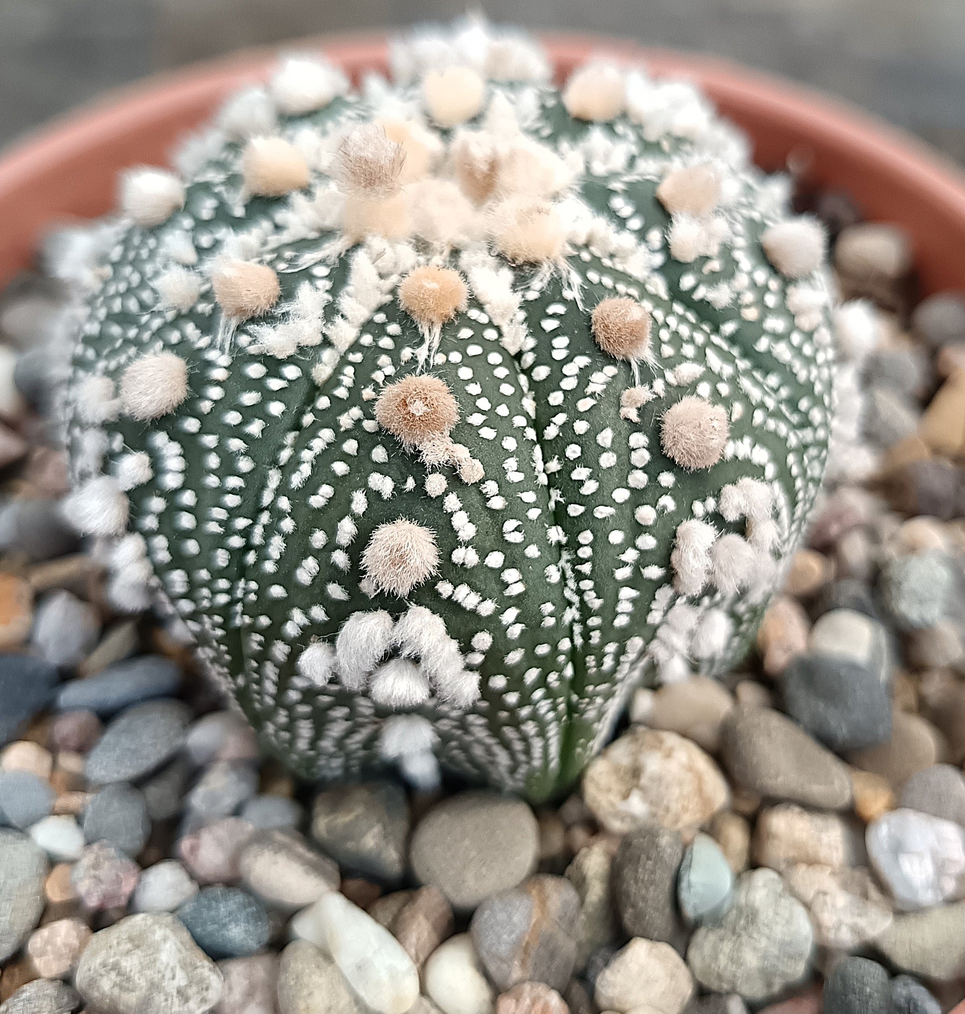 Astrophytum asterias 'Hanazono Kabuto' #3
