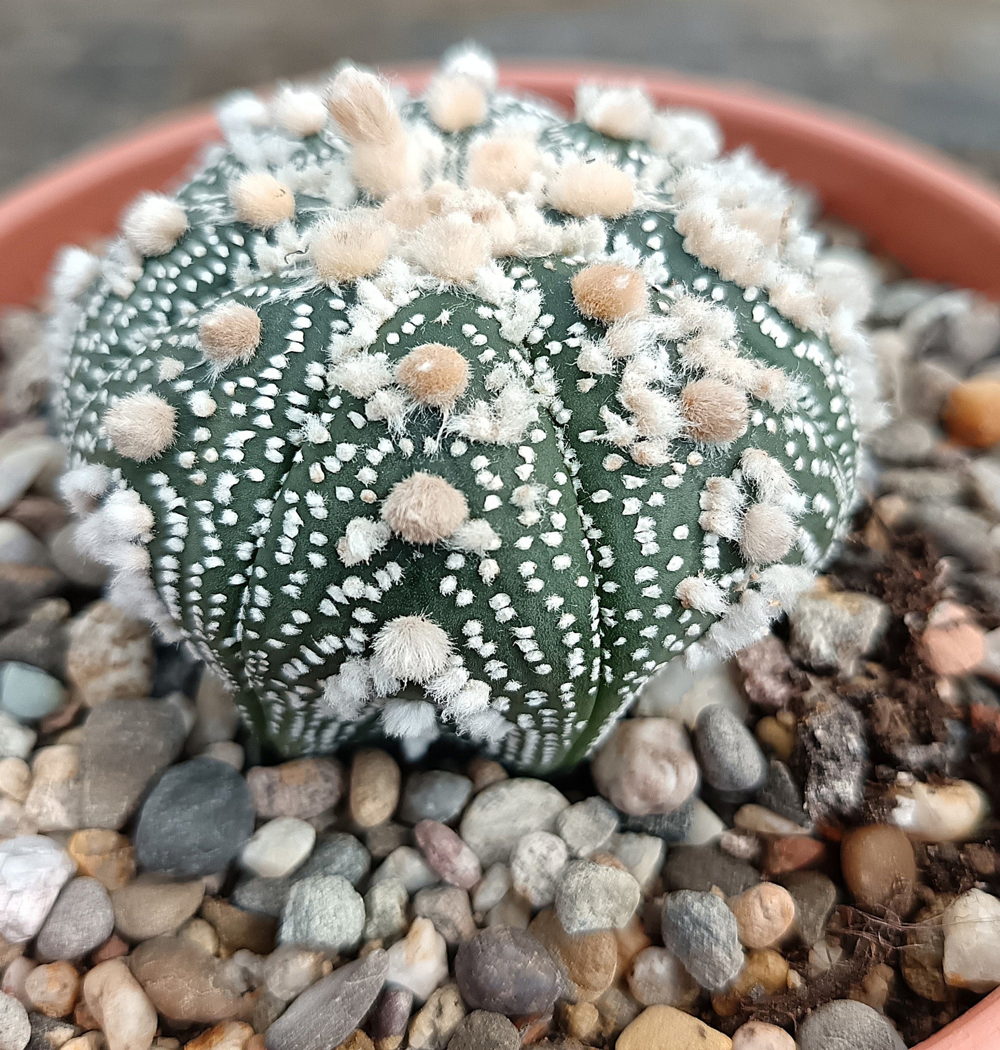Astrophytum asterias 'Hanazono Kabuto' #3