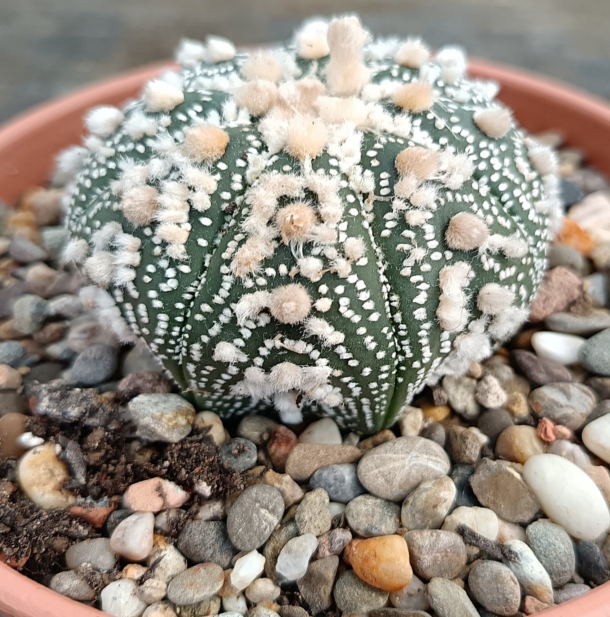 Astrophytum asterias 'Hanazono Kabuto' #3