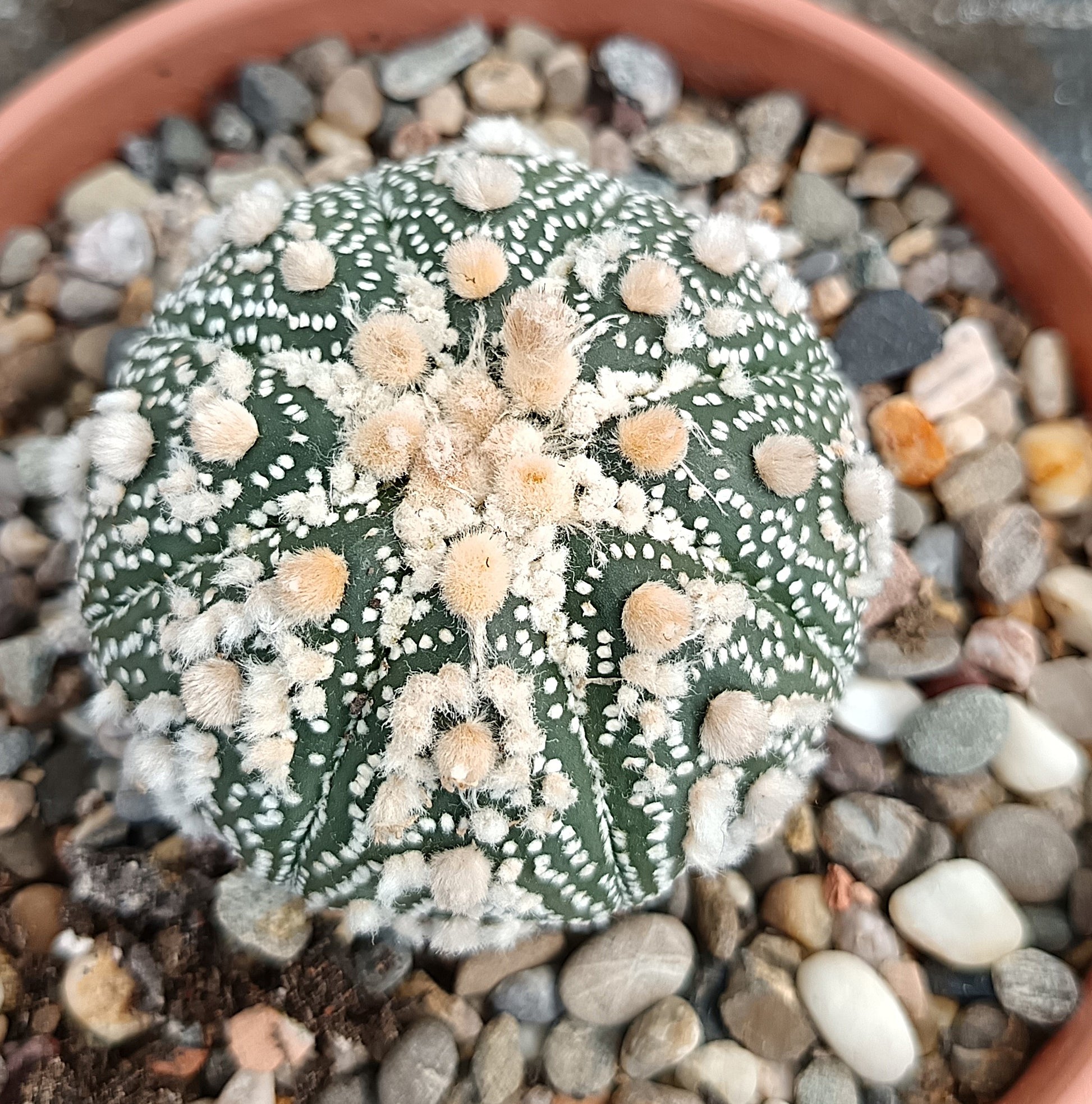 Astrophytum asterias 'Hanazono Kabuto' #3