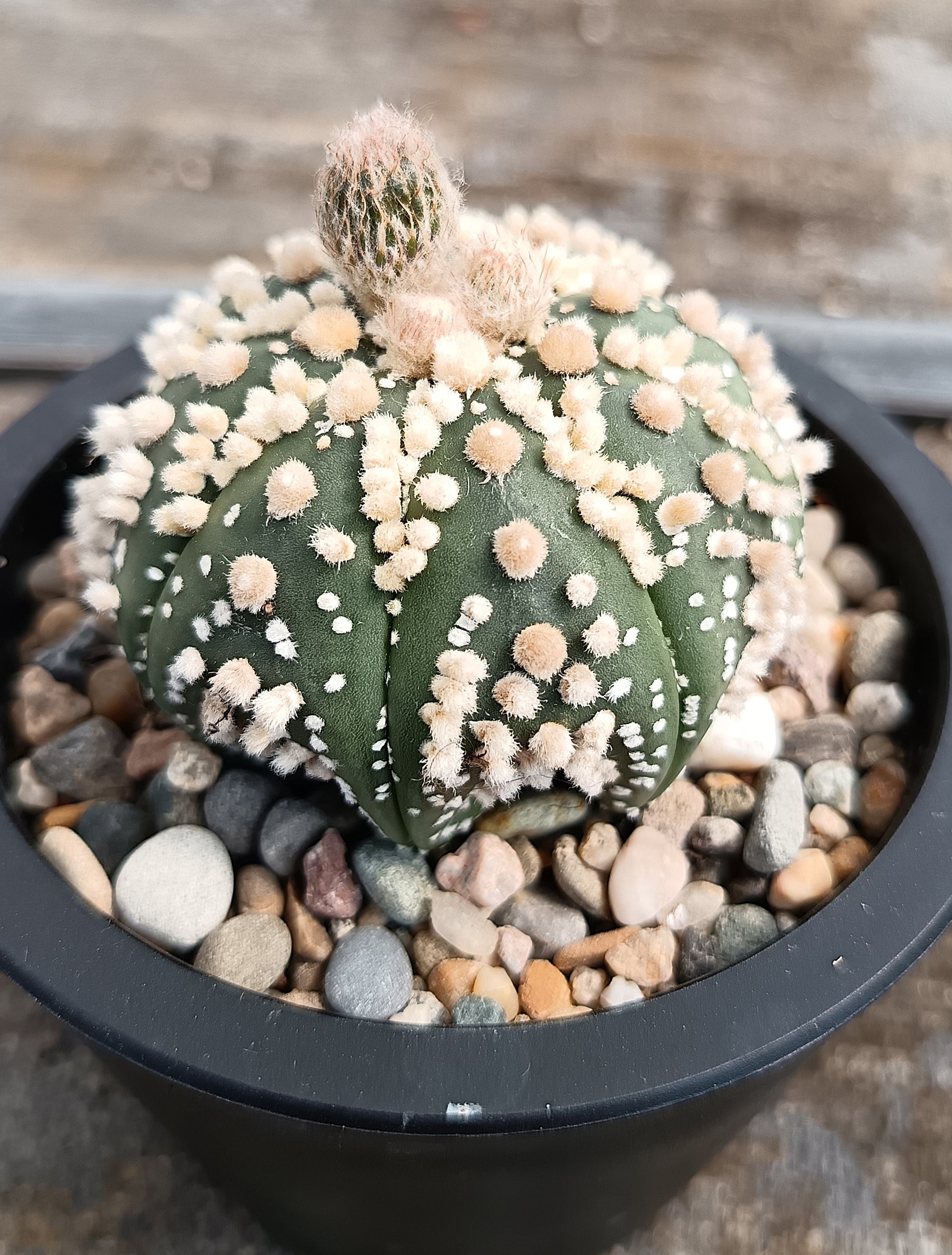 Astrophytum asterias 'Hanazono Kabuto' #1