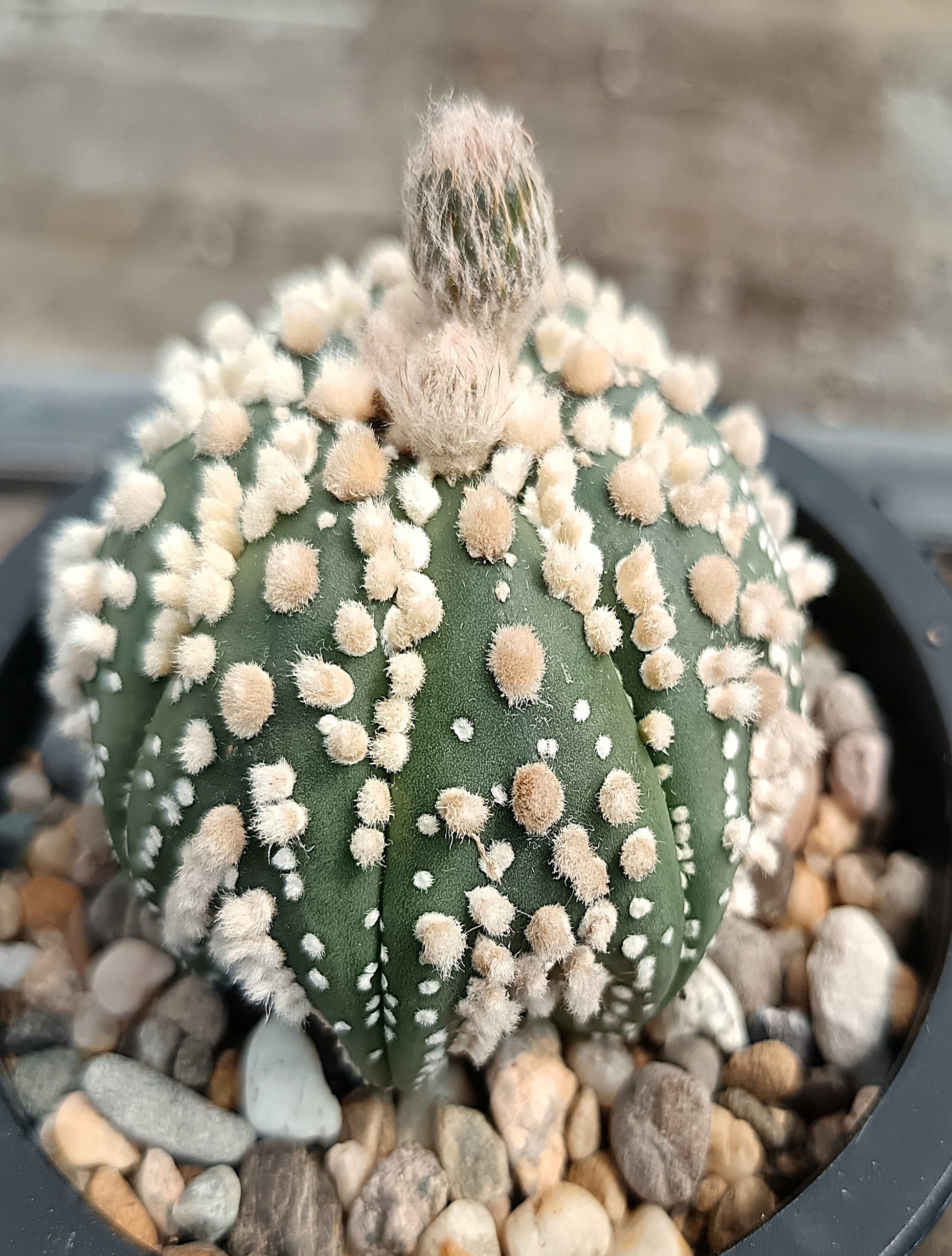 Astrophytum asterias 'Hanazono Kabuto' #1