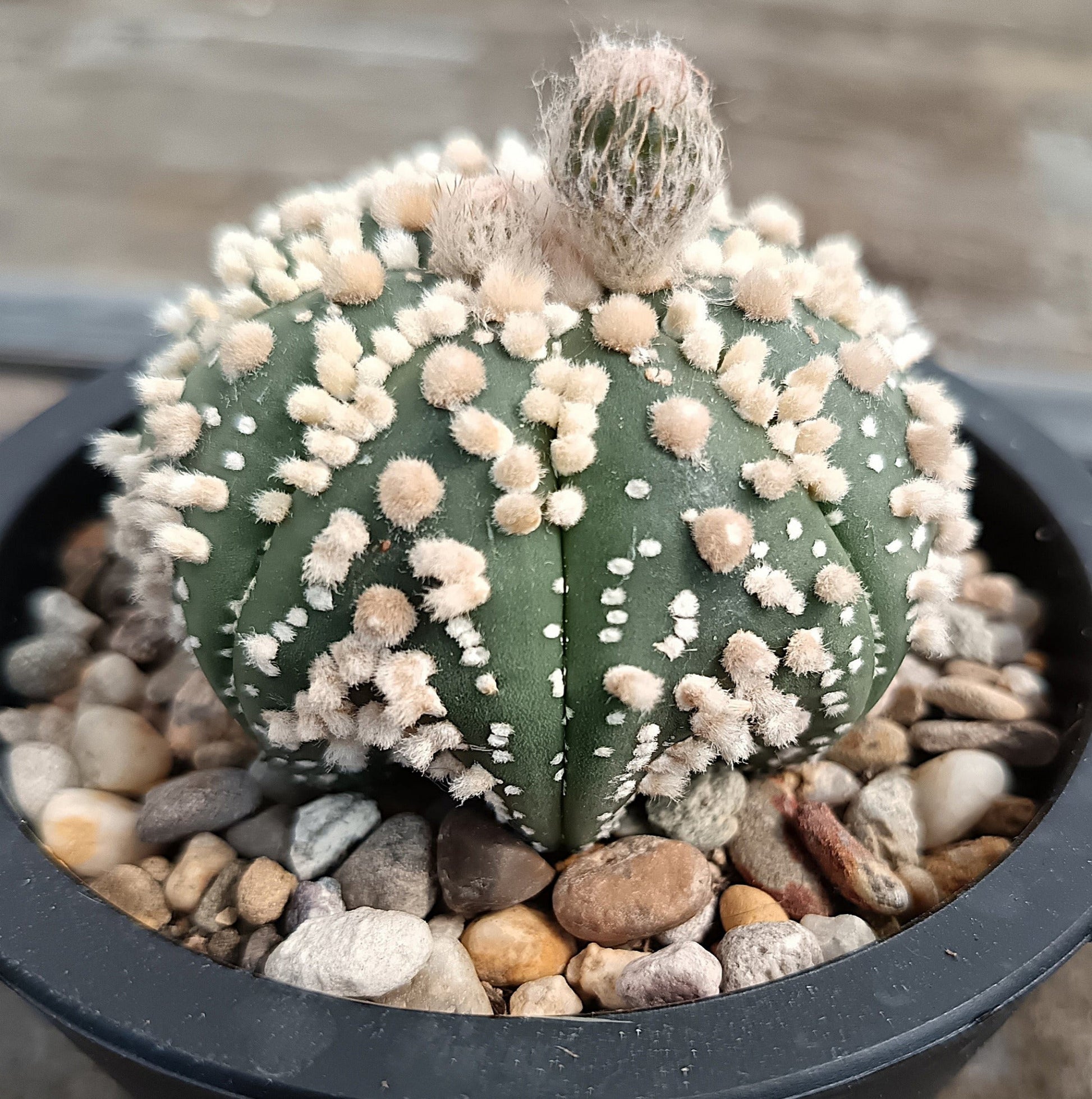Astrophytum asterias 'Hanazono Kabuto' #1