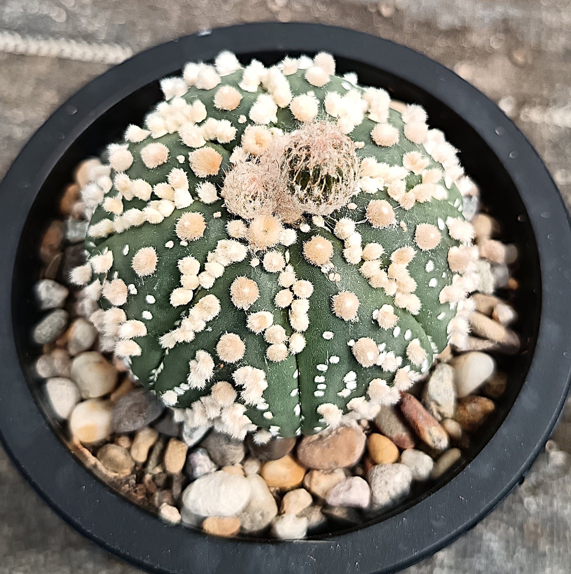 Astrophytum asterias 'Hanazono Kabuto' #1