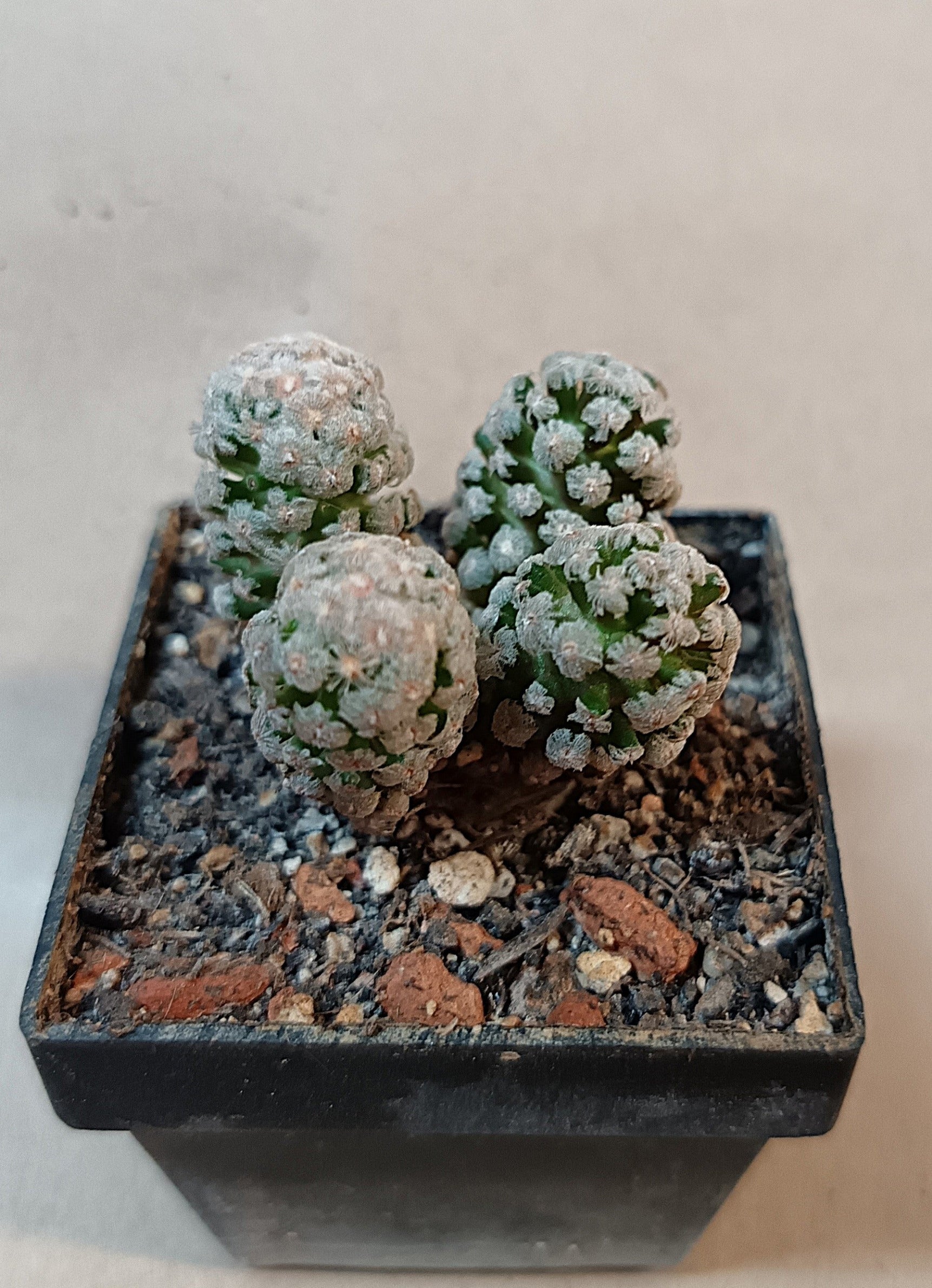 Mammillaria theresae