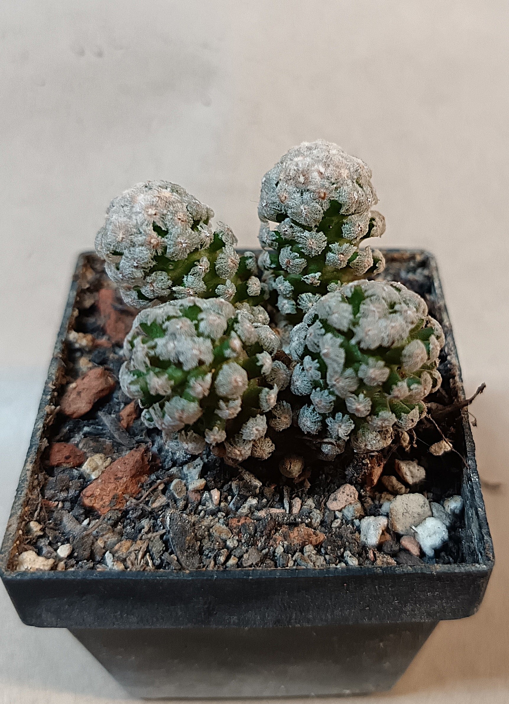 Mammillaria theresae