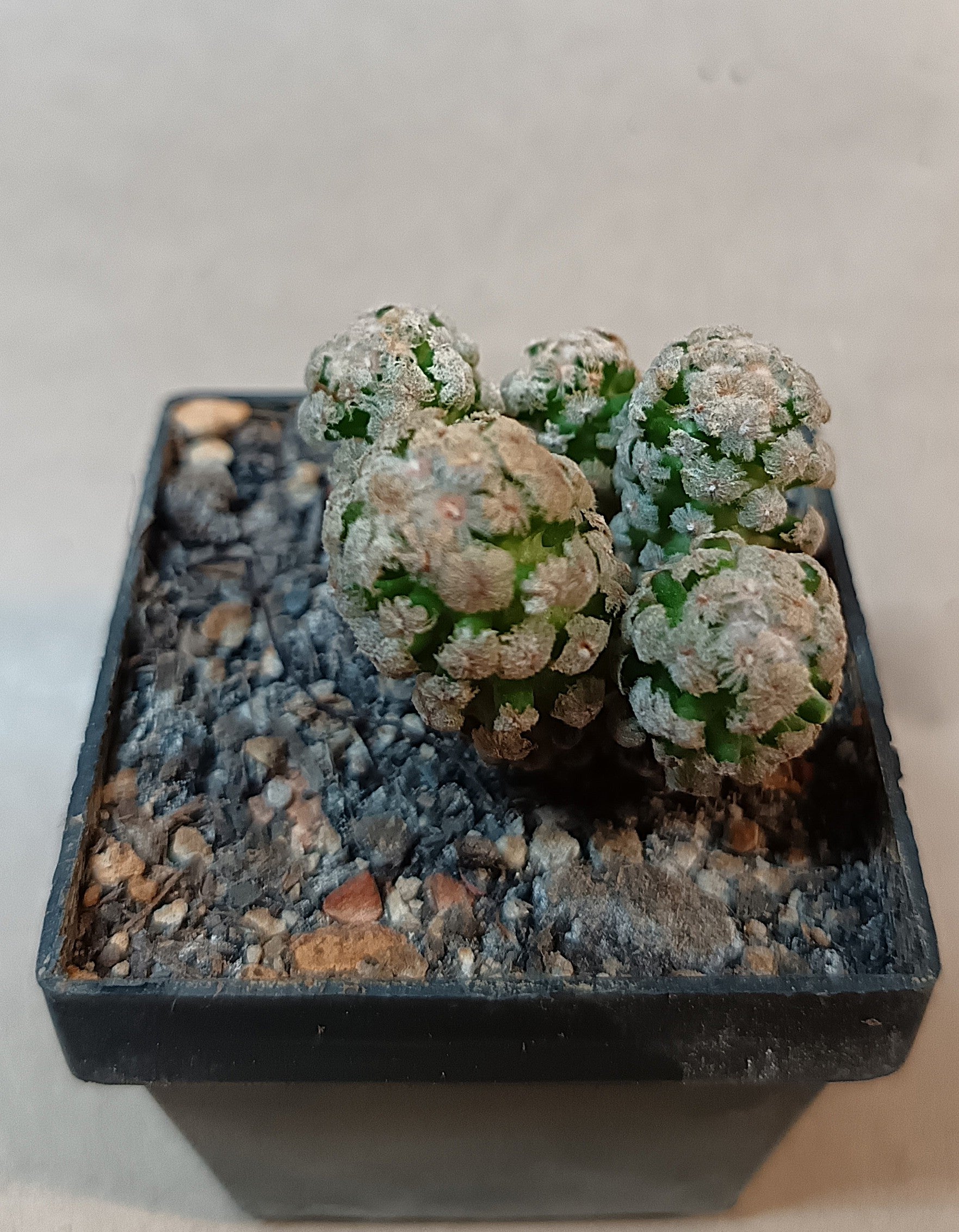 Mammillaria theresae