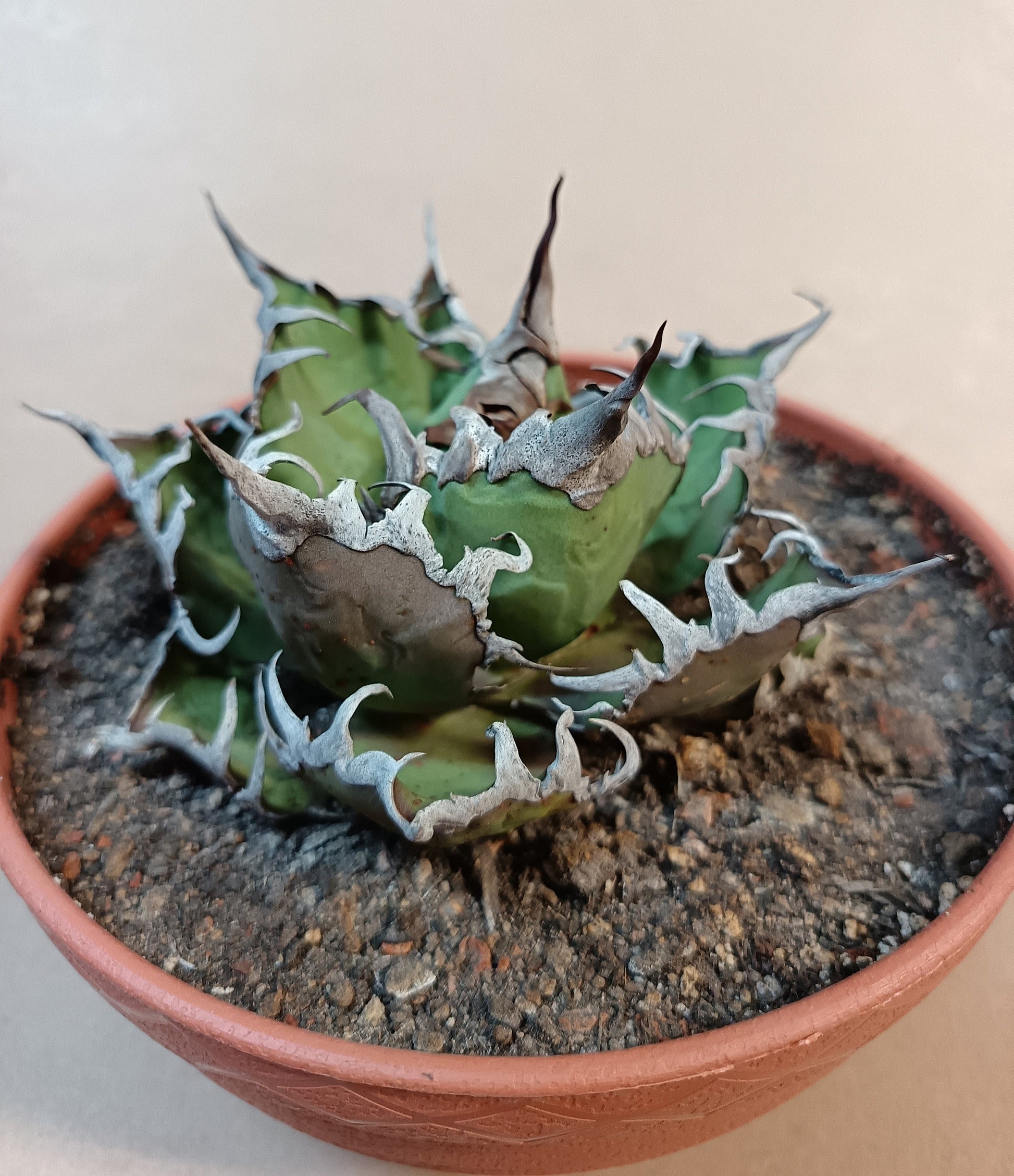 Agave titanota 'Caesar' – 10 cm #1