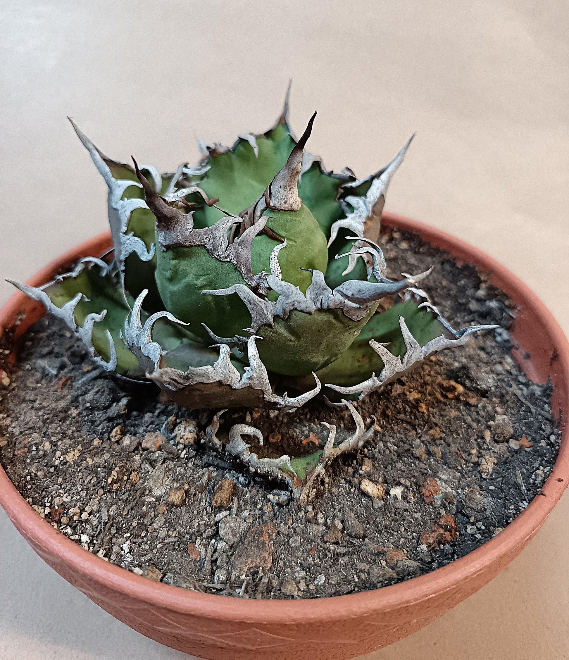 Agave titanota 'Caesar' – 10 cm #1