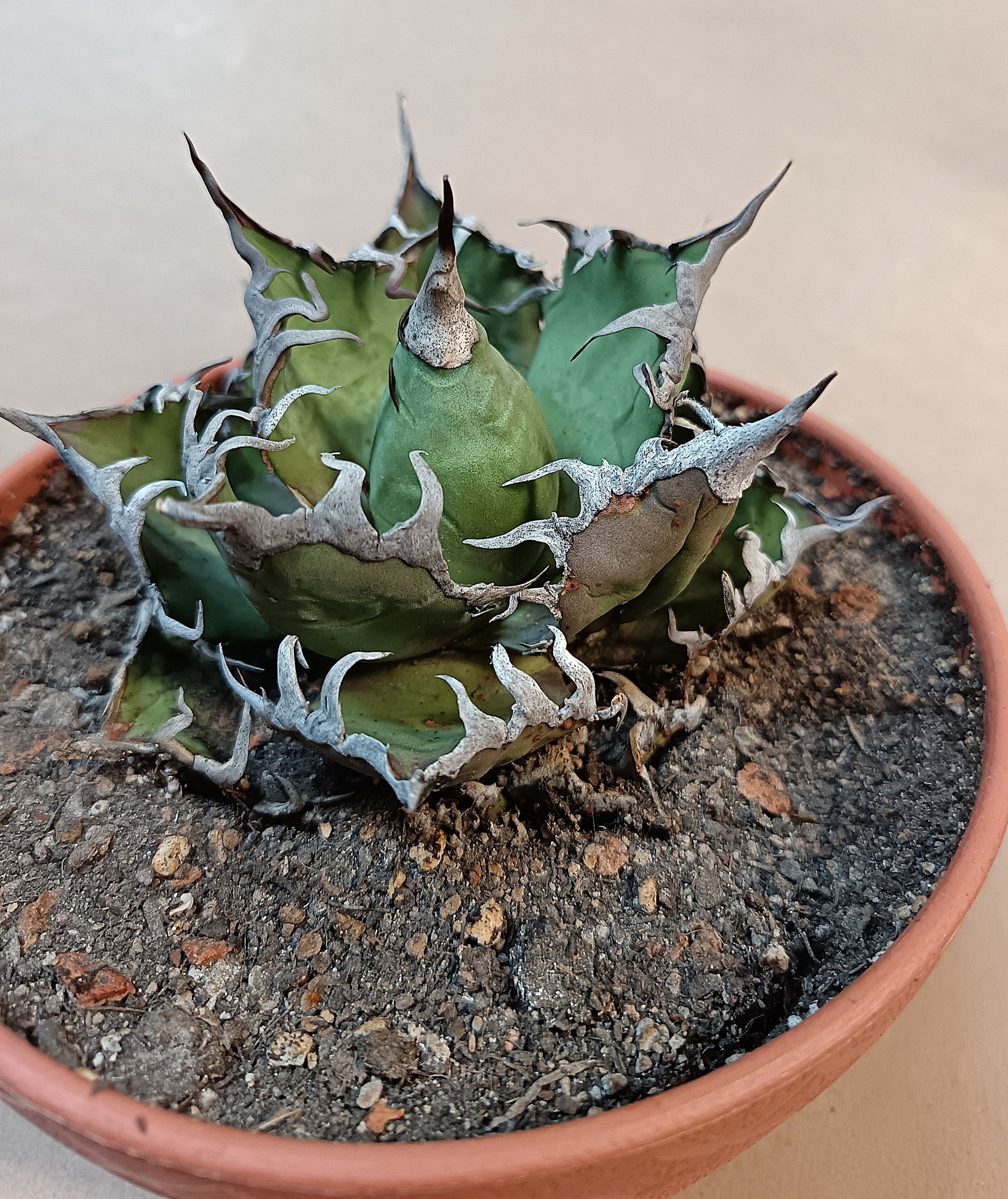 Agave titanota 'Caesar' – 10 cm #1