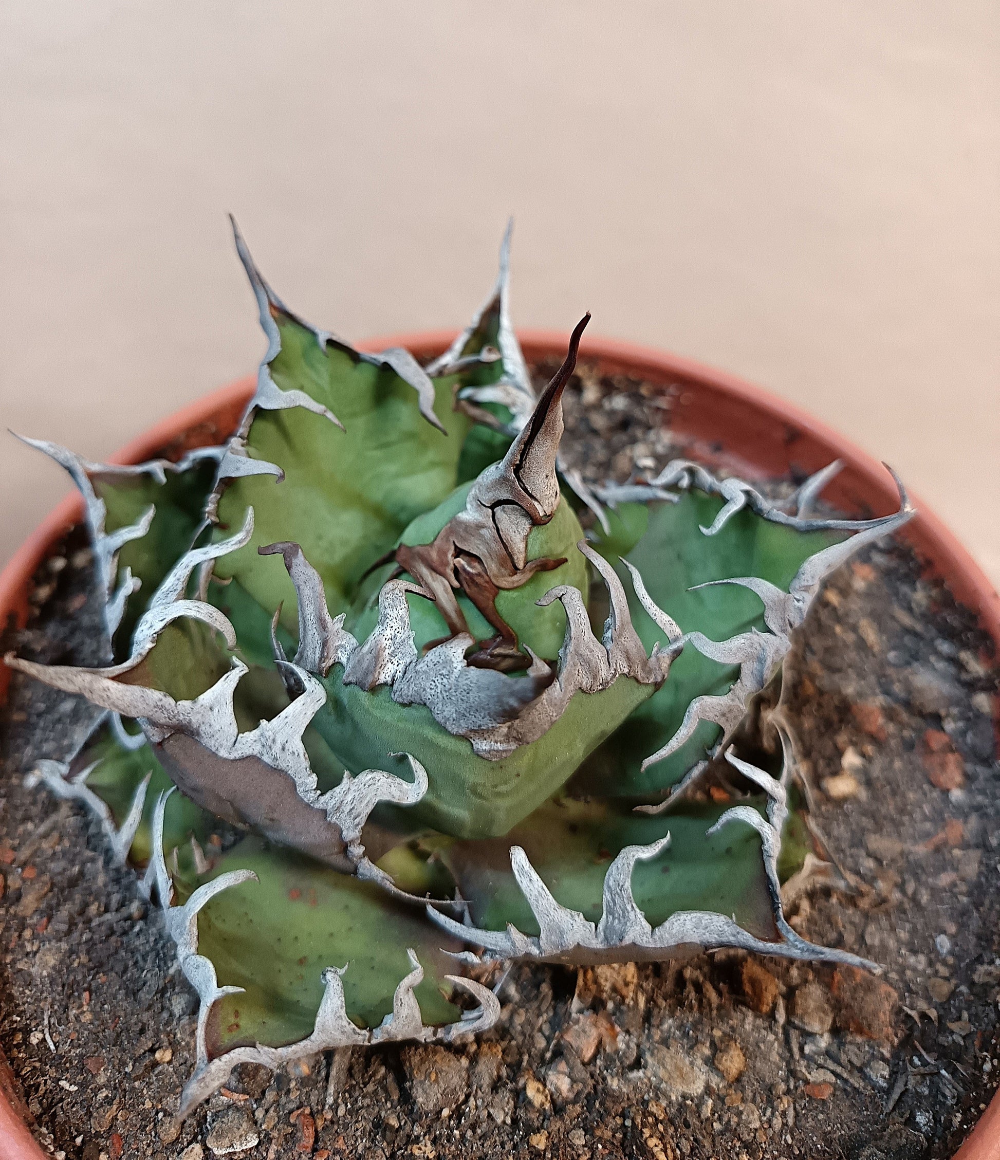 Agave titanota 'Caesar' – 10 cm #1