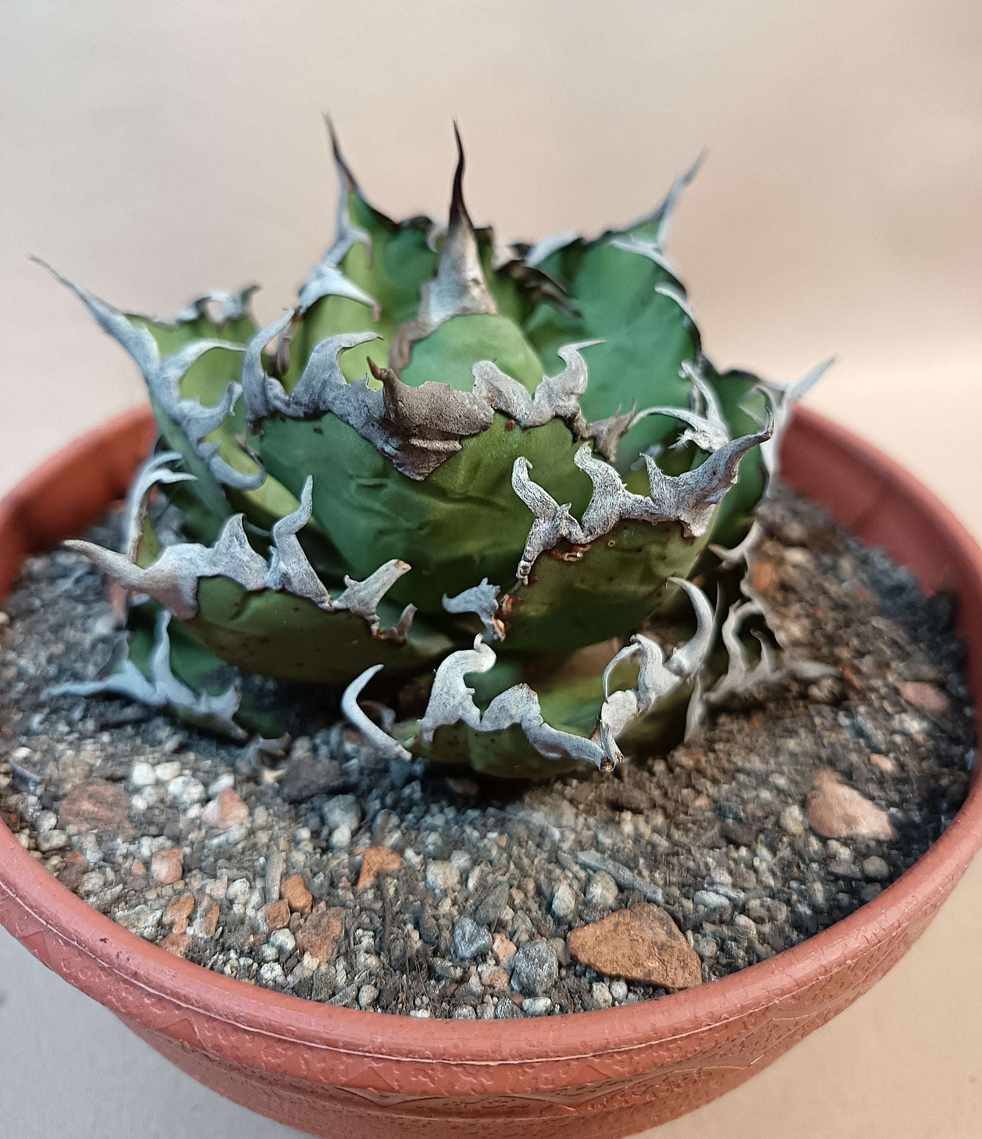 Agave titanota 'Caesar' – 10 cm #2