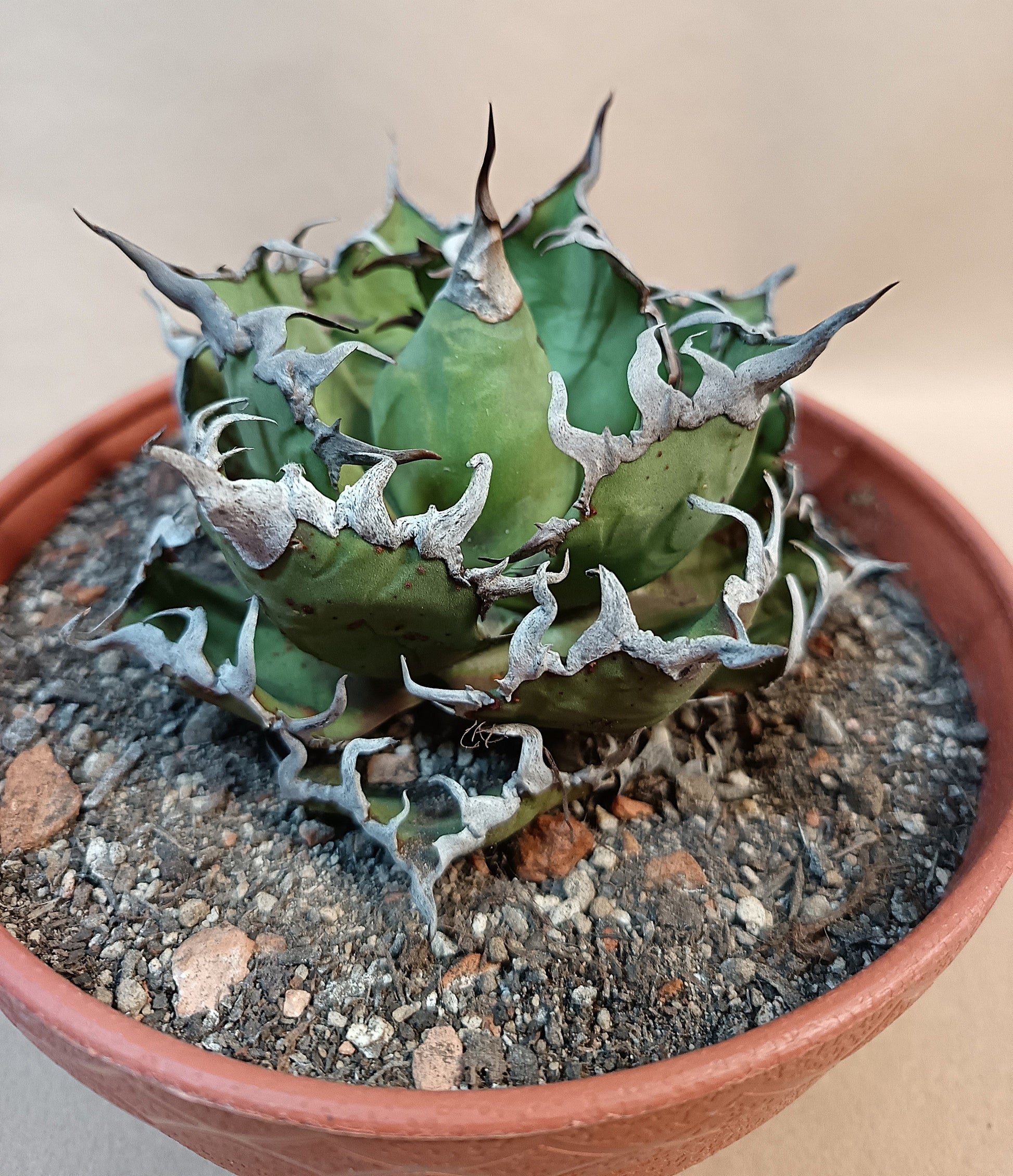 Agave titanota 'Caesar' – 10 cm #2