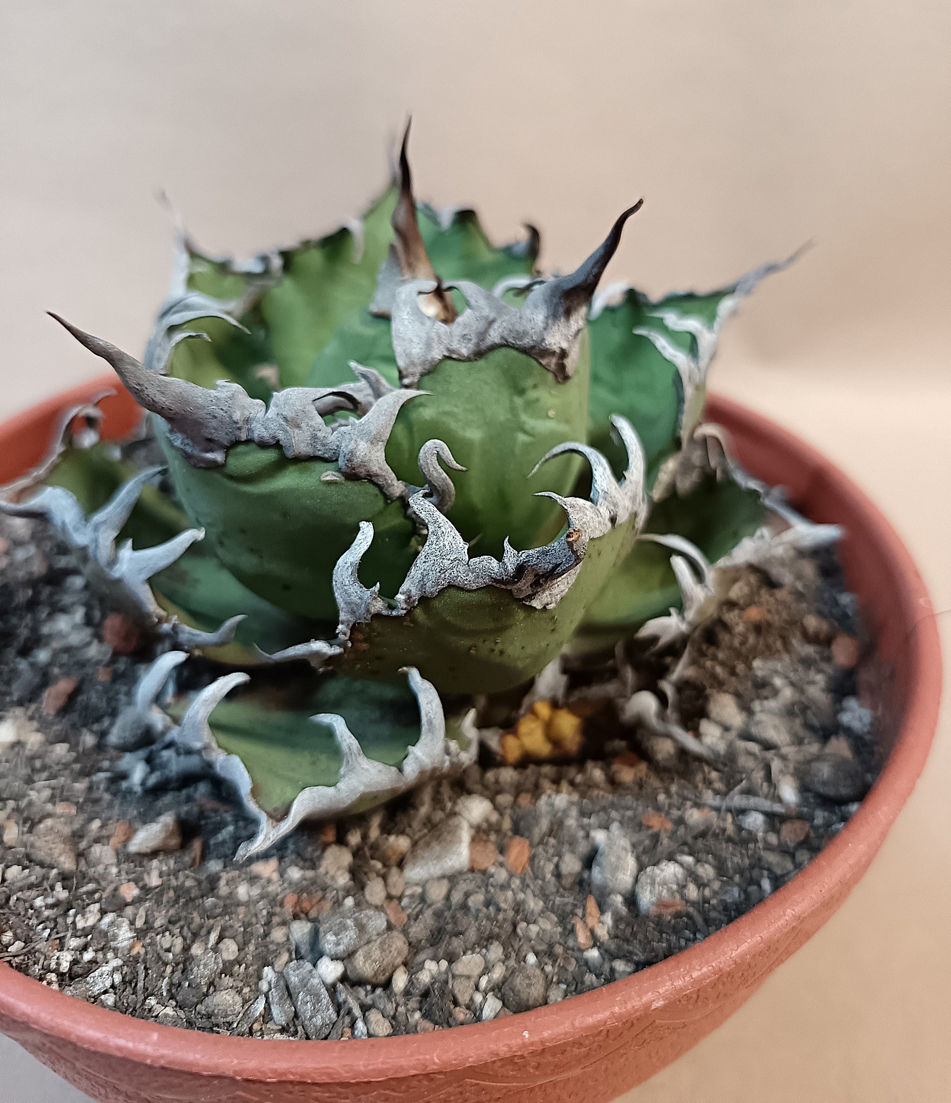 Agave titanota 'Caesar' – 10 cm #2