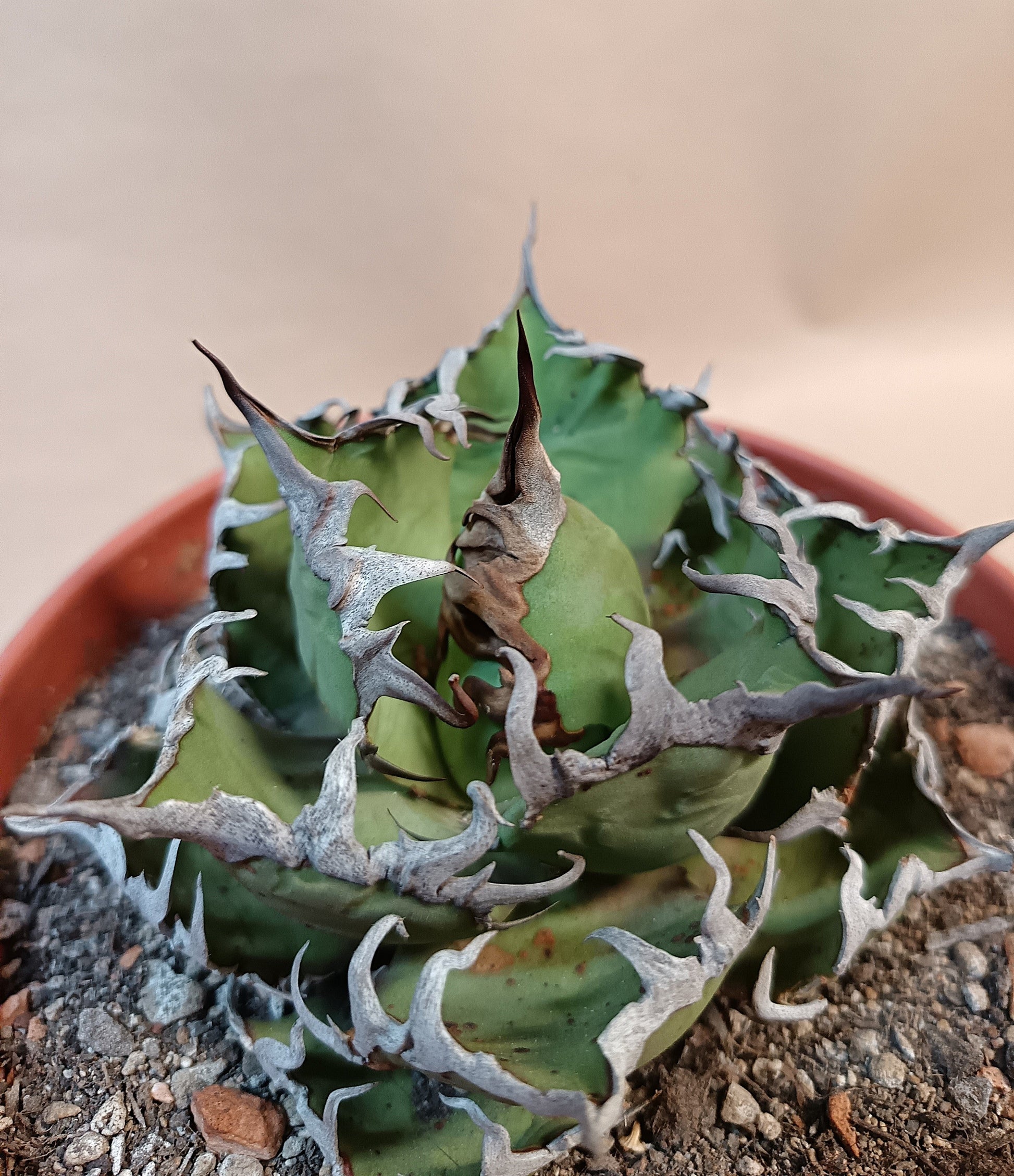 Agave titanota 'Caesar' – 10 cm #2