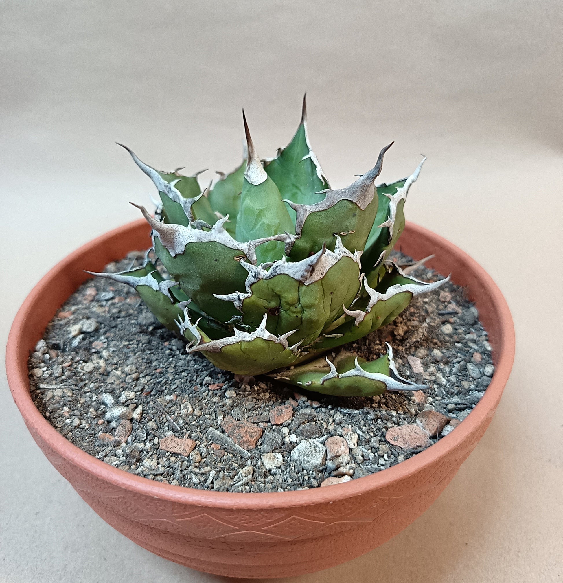 Agave titanota FO-076 – 8cm-9cm