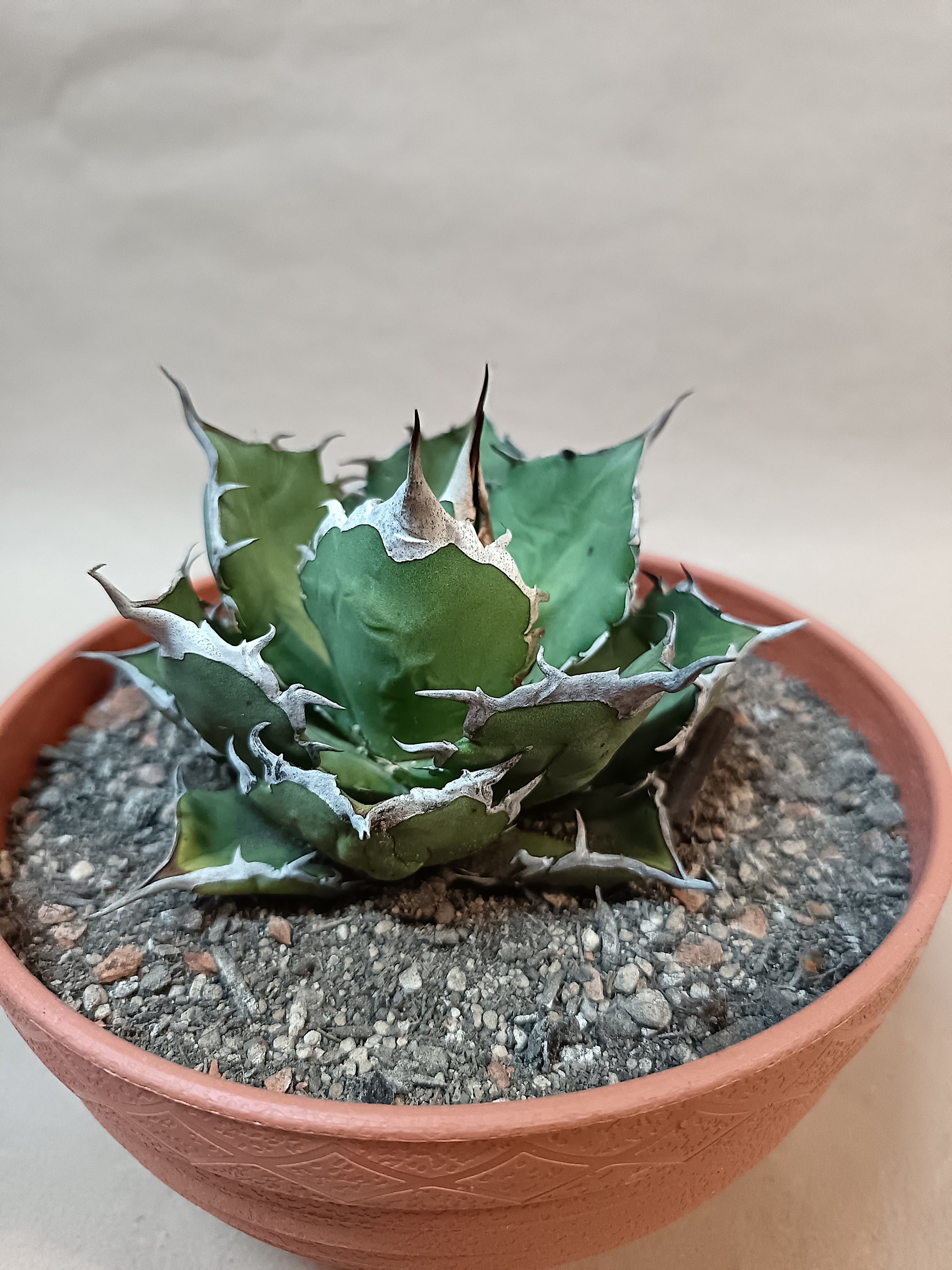 Agave titanota FO-076 – 8cm-9cm