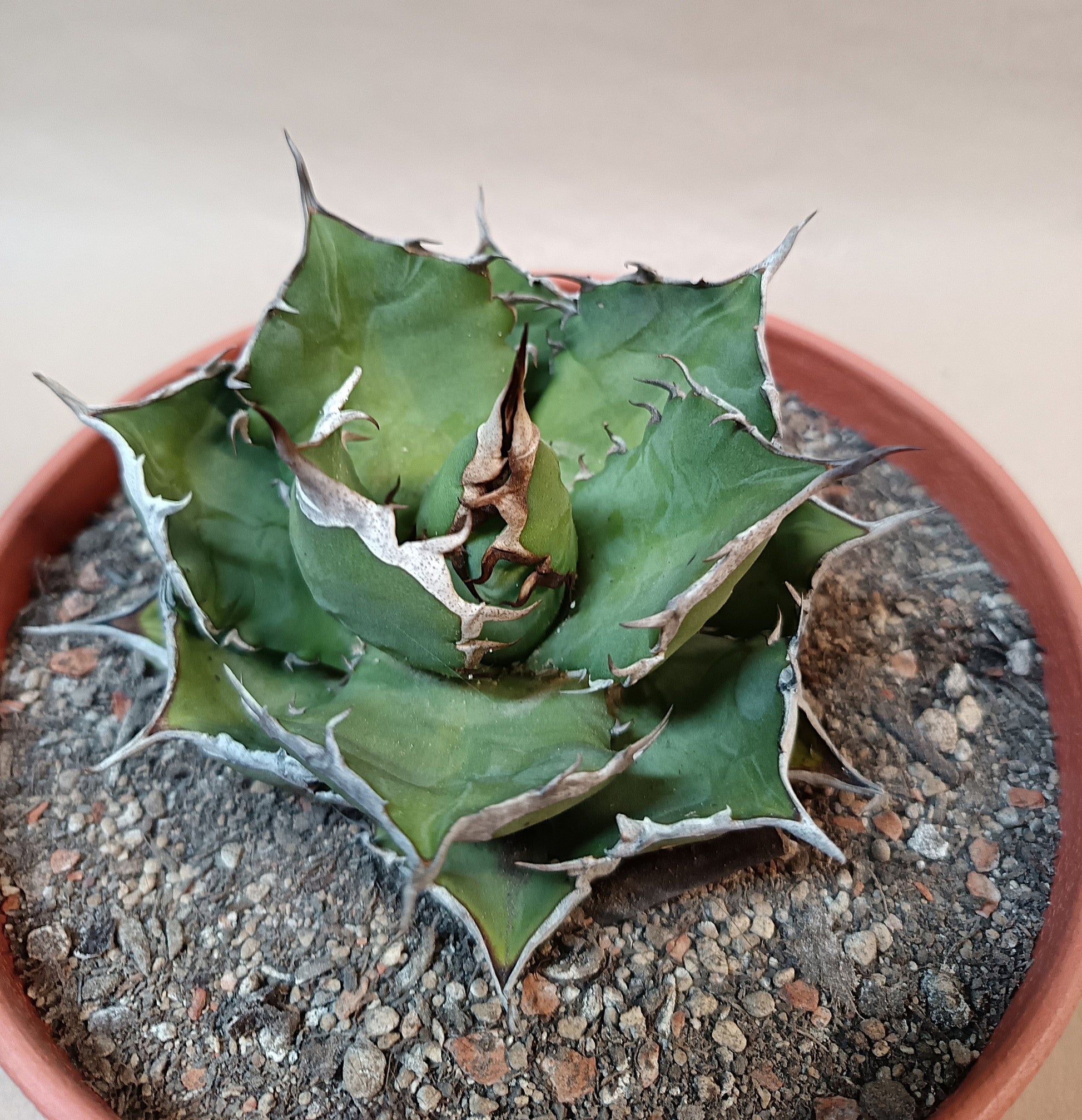 Agave titanota FO-076 – 8cm-9cm