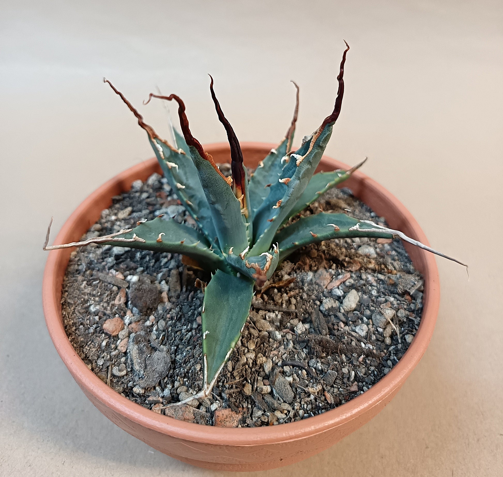 Agave utahensis var. eborispina / ca. 10 cm #2