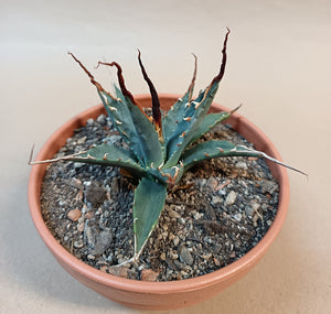 Agave utahensis var. eborispina / ca. 10 cm #2