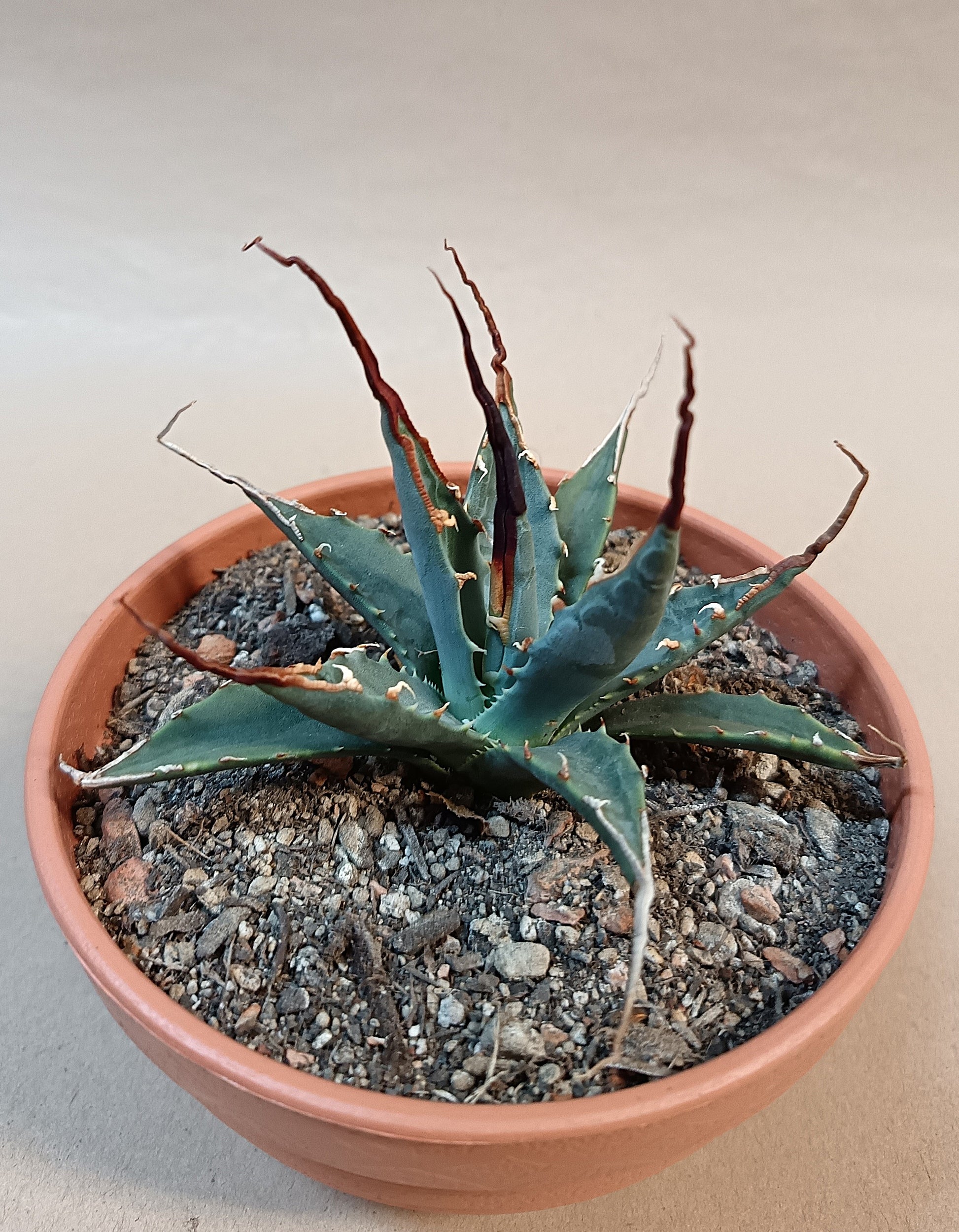 Agave utahensis var. eborispina / ca. 10 cm #2