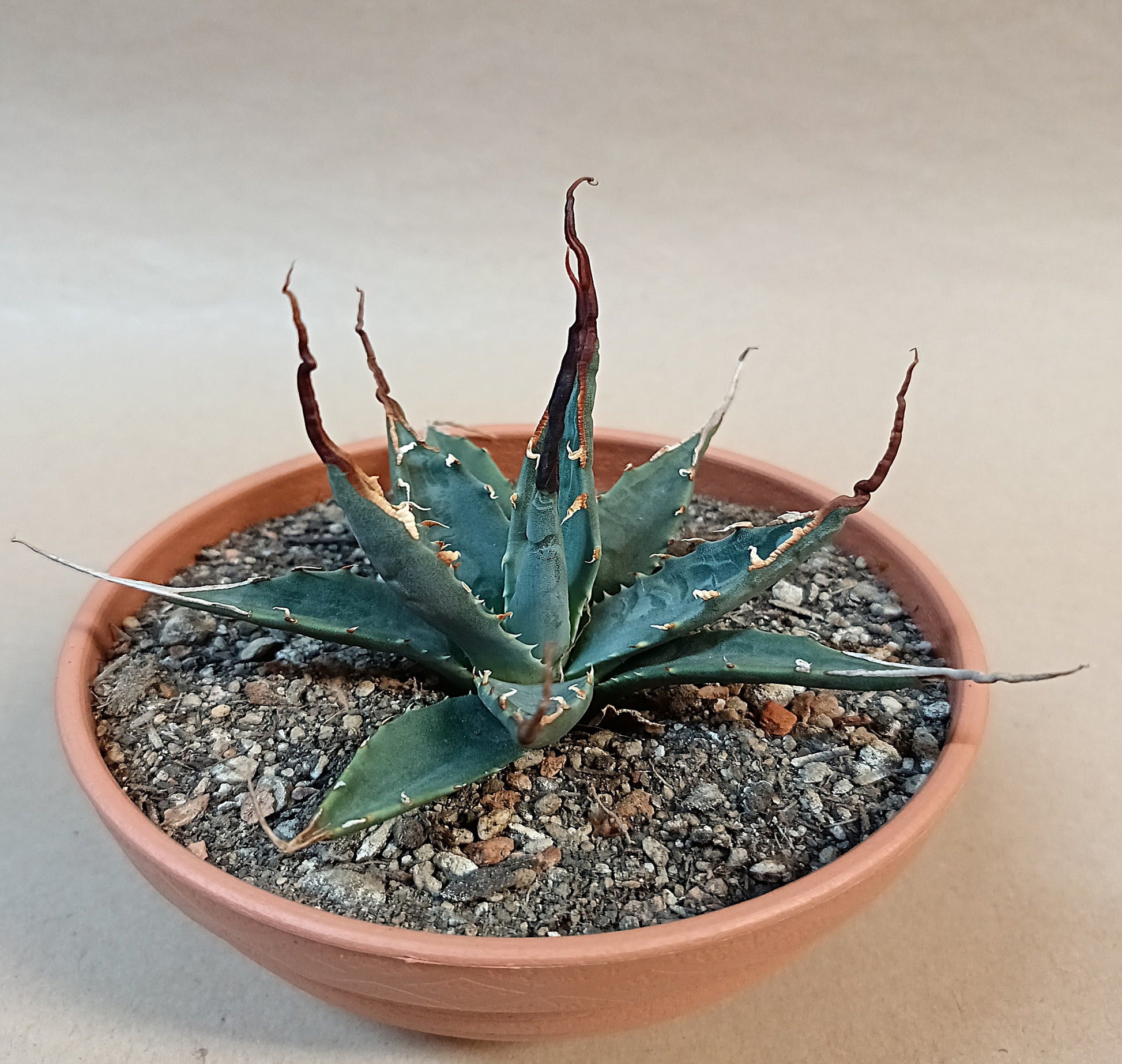 Agave utahensis var. eborispina / ca. 10 cm #2