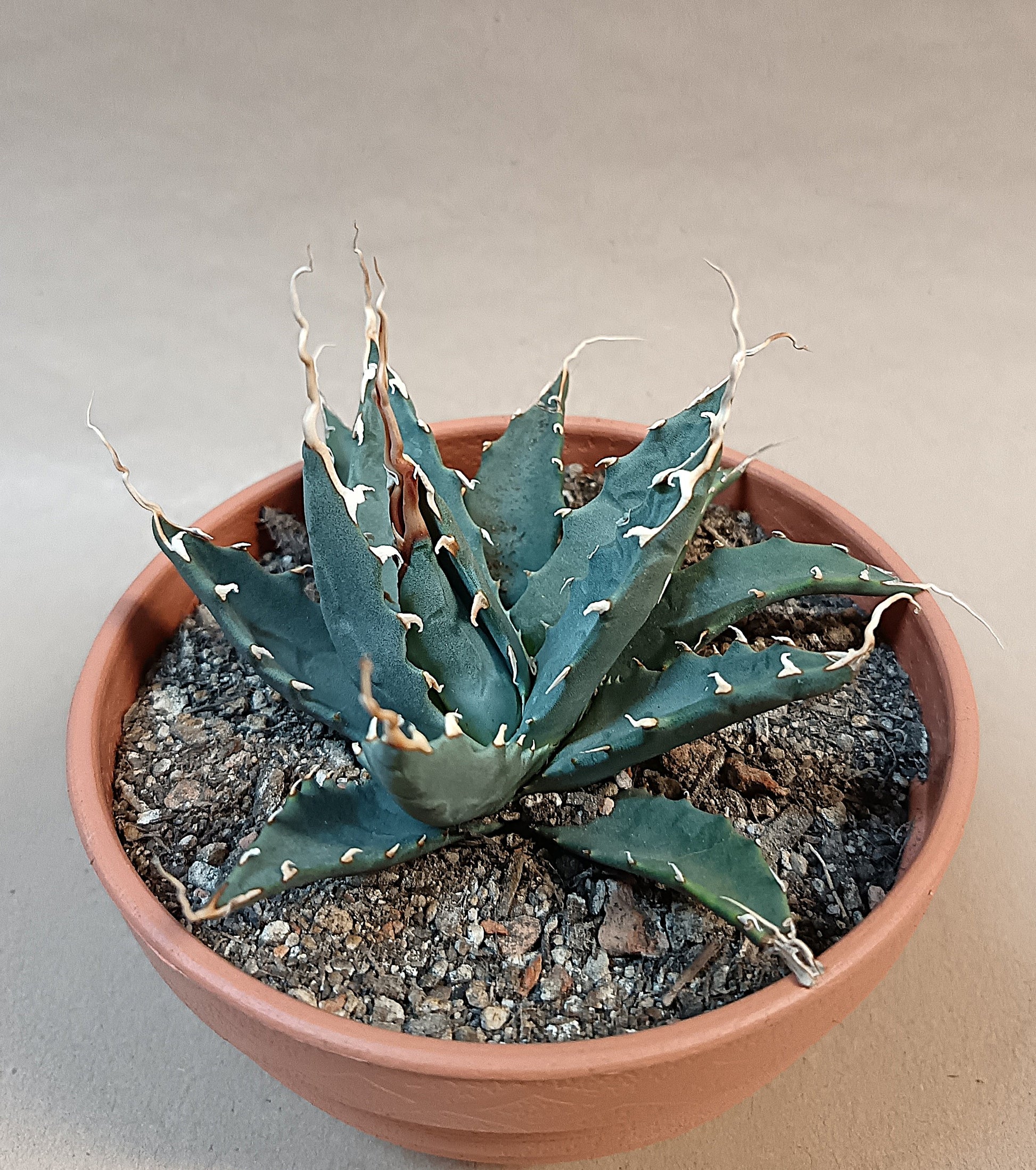 Agave utahensis var. nevadensis / ca. 10 cm