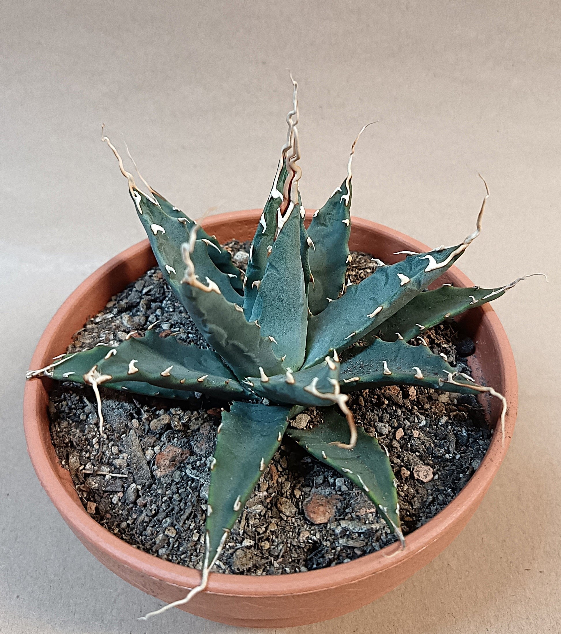 Agave utahensis var. nevadensis / ca. 10 cm