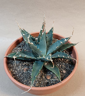 Agave utahensis var. nevadensis / ca. 10 cm