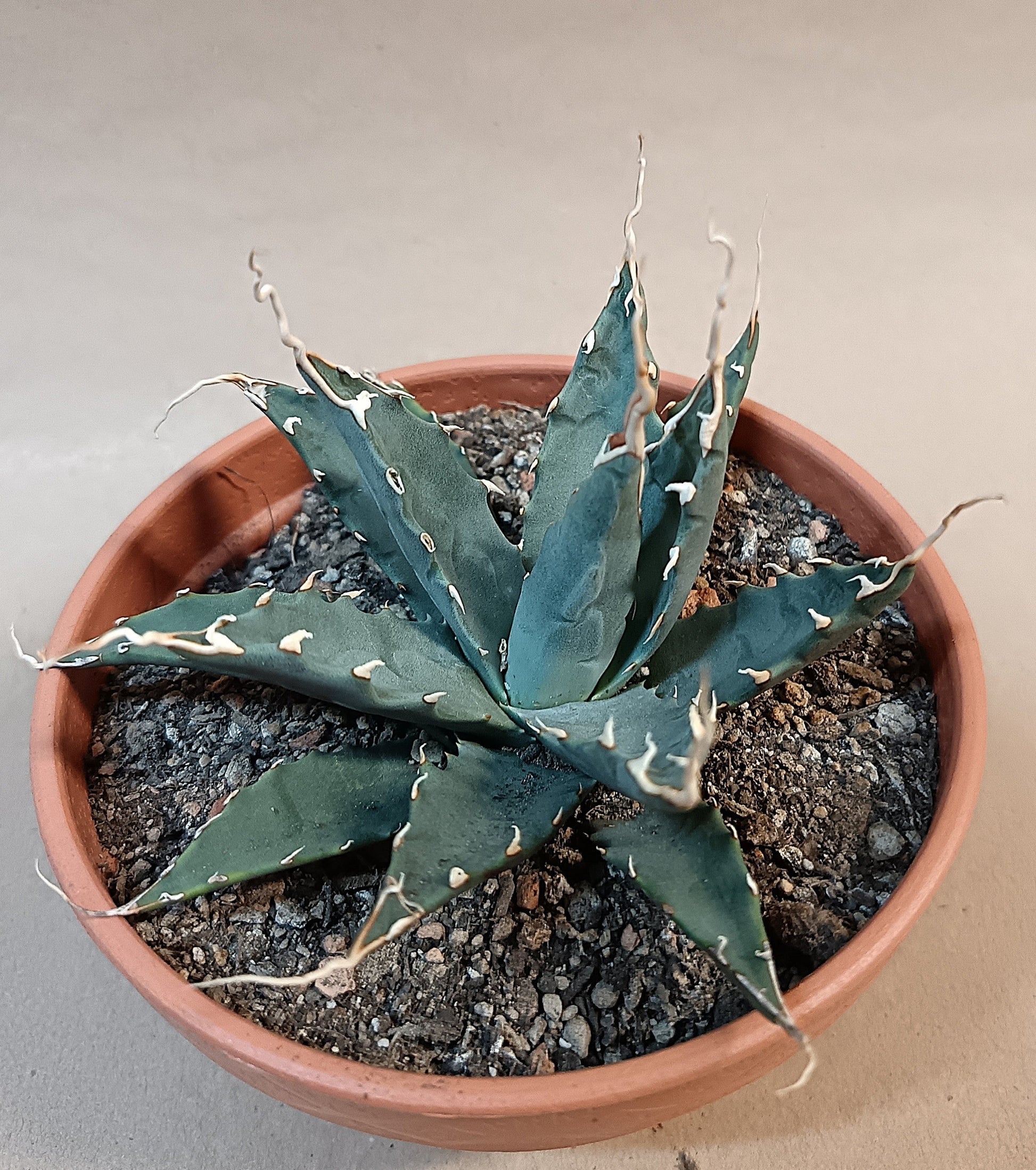 Agave utahensis var. nevadensis / ca. 10 cm