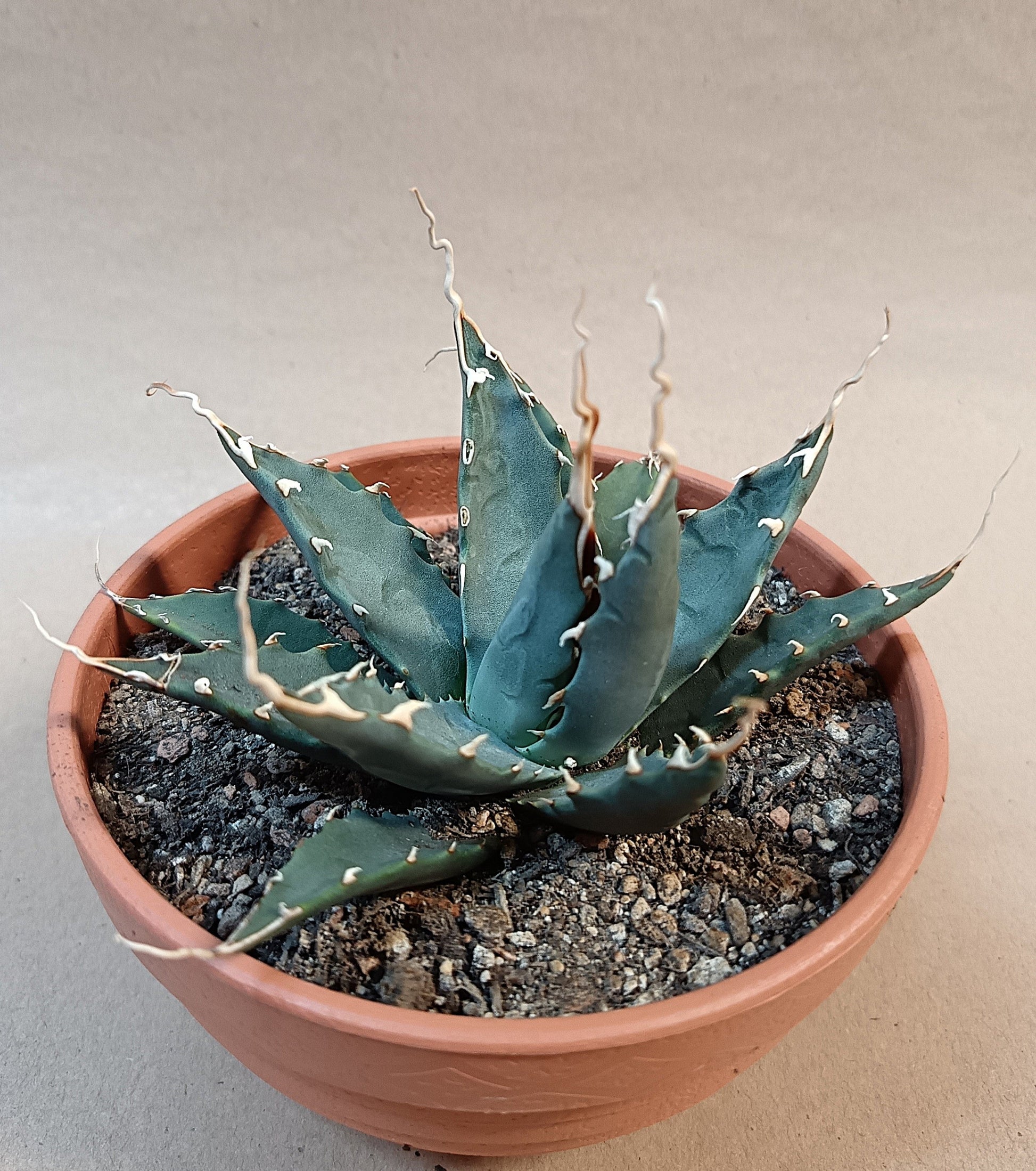 Agave utahensis var. nevadensis / ca. 10 cm