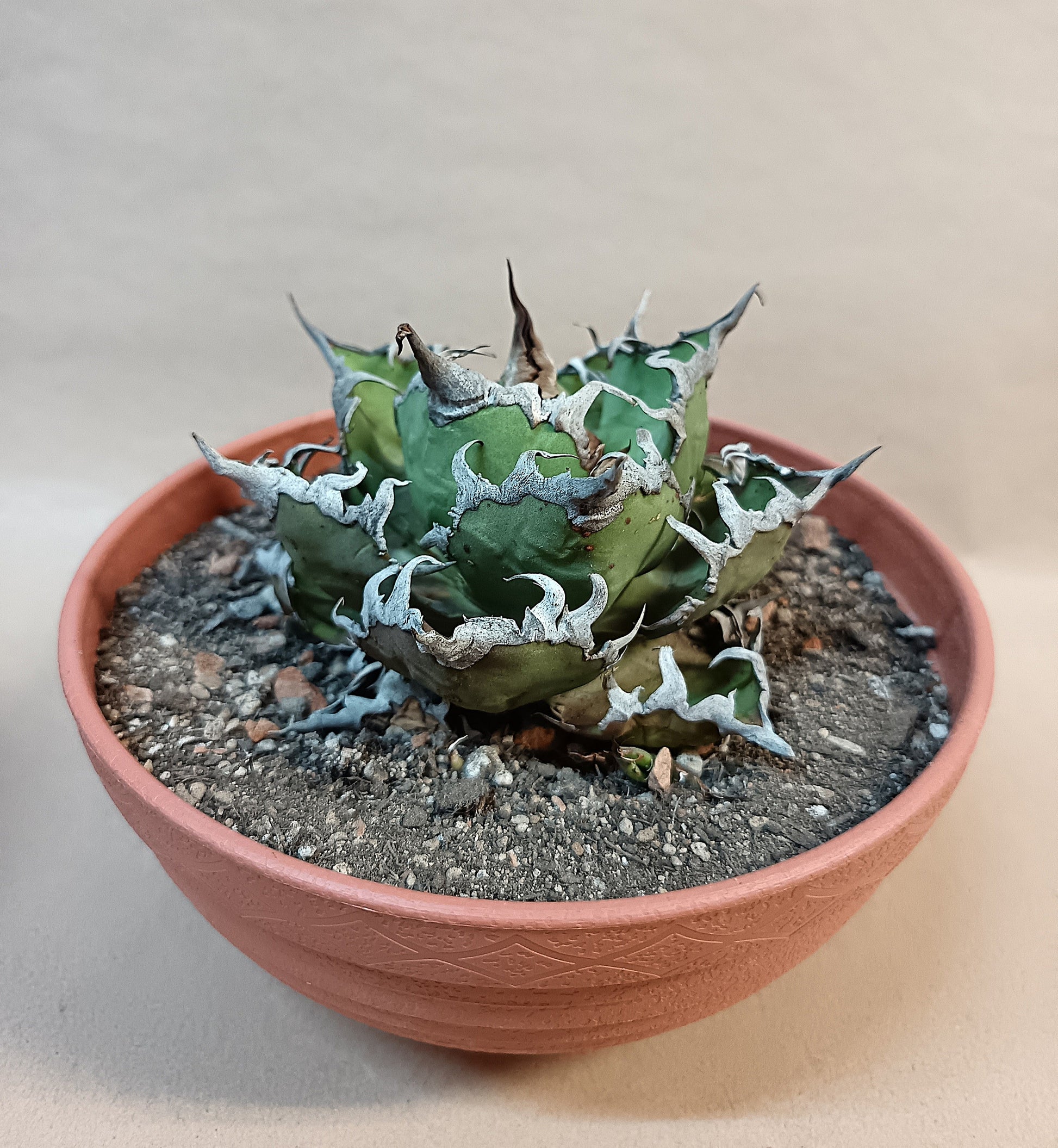 Agave titanota 'Caesar' – 10 cm #4