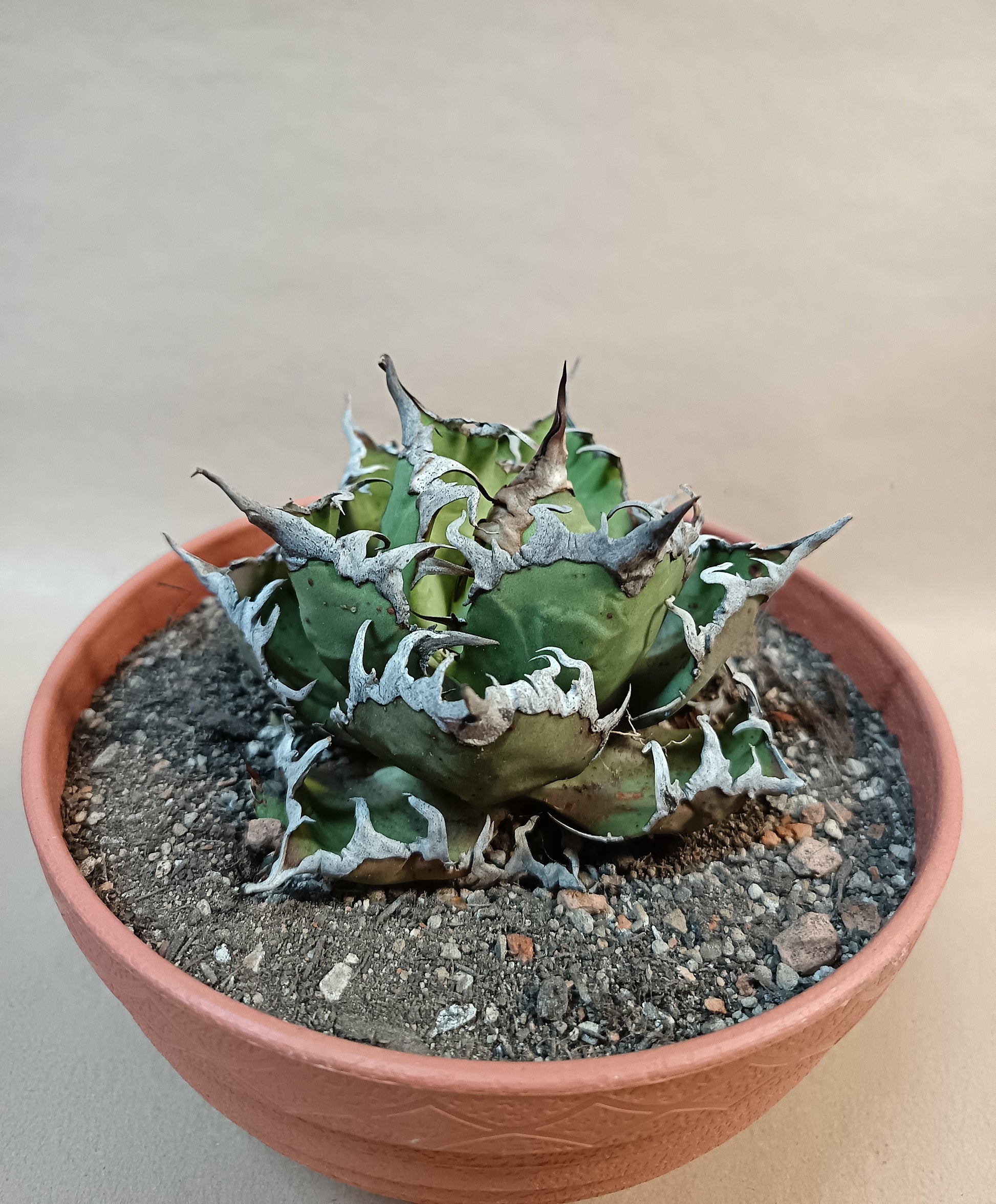 Agave titanota 'Caesar' – 10 cm #4