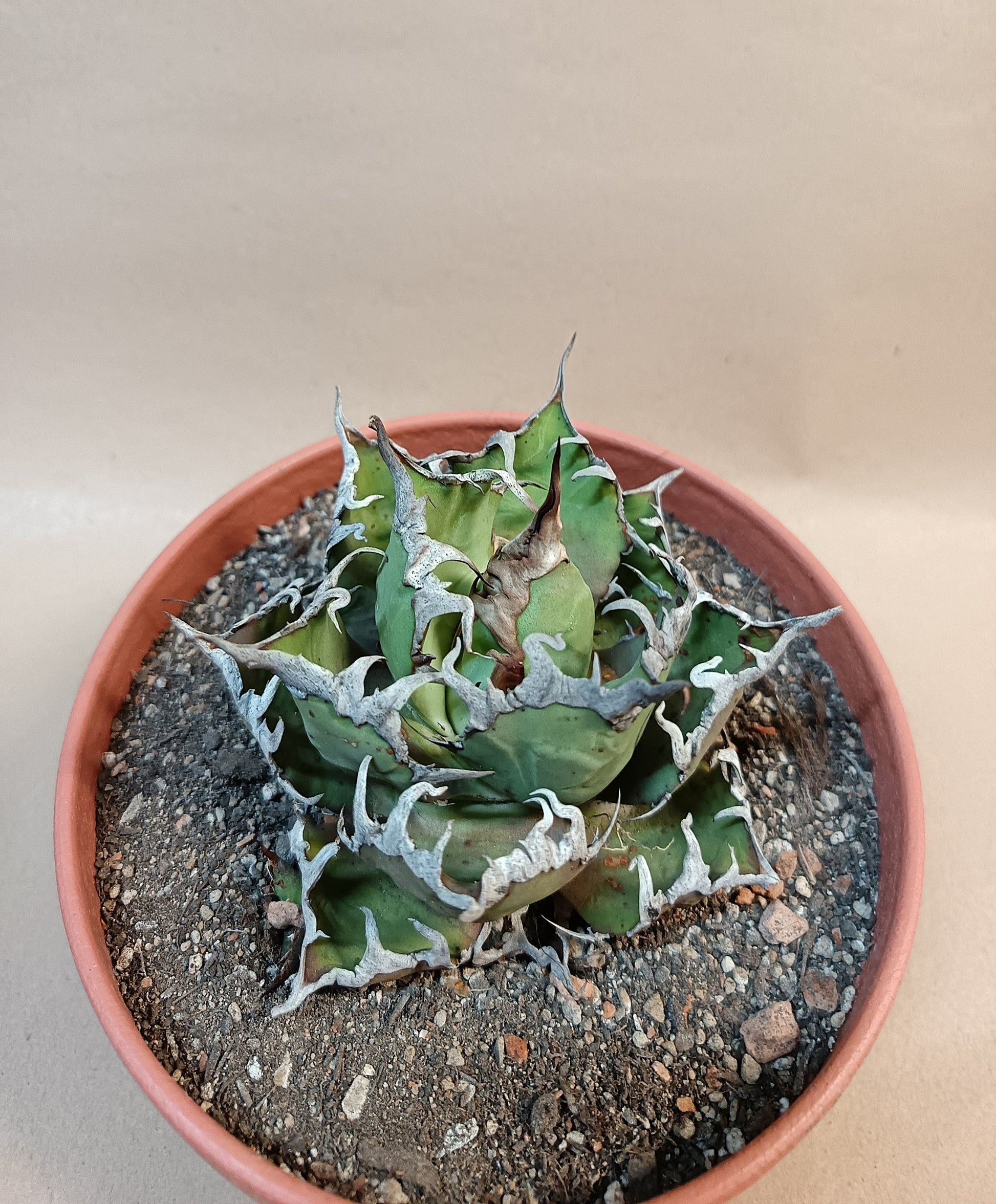 Agave titanota 'Caesar' – 10 cm #4