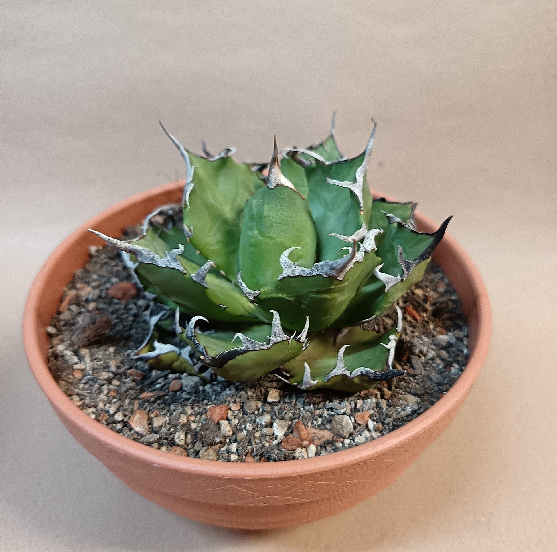 Agave titanota 'Marmaru' – 10cm #1
