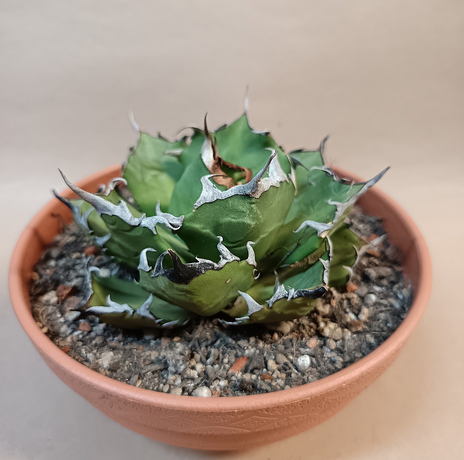 Agave titanota 'Marmaru' – 10cm #1