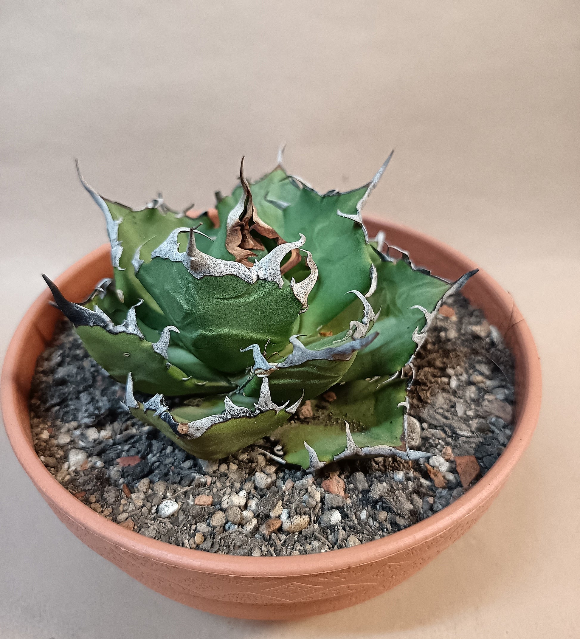 Agave titanota 'Marmaru' – 10cm #1