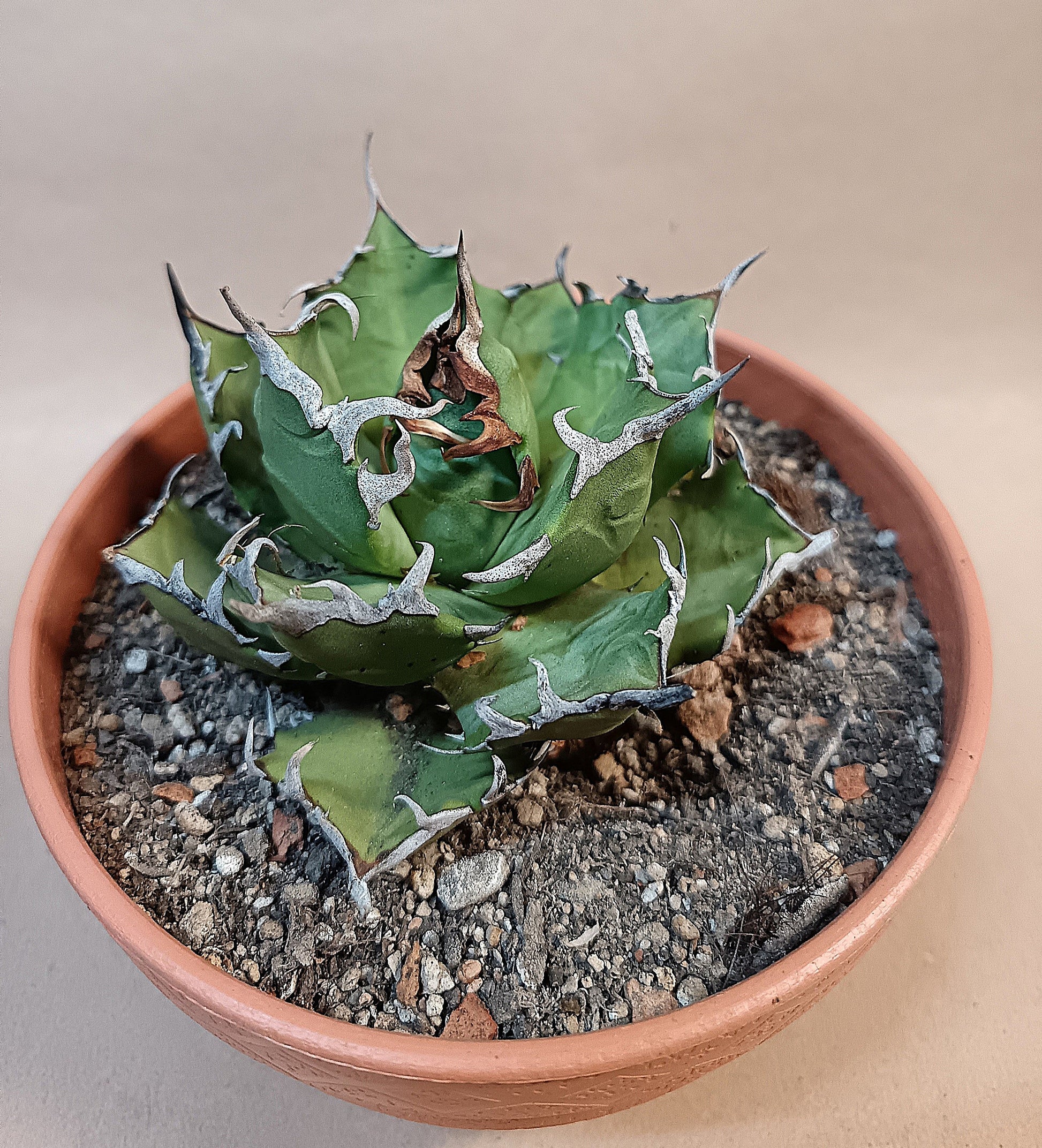 Agave titanota 'Marmaru' – 10cm #1