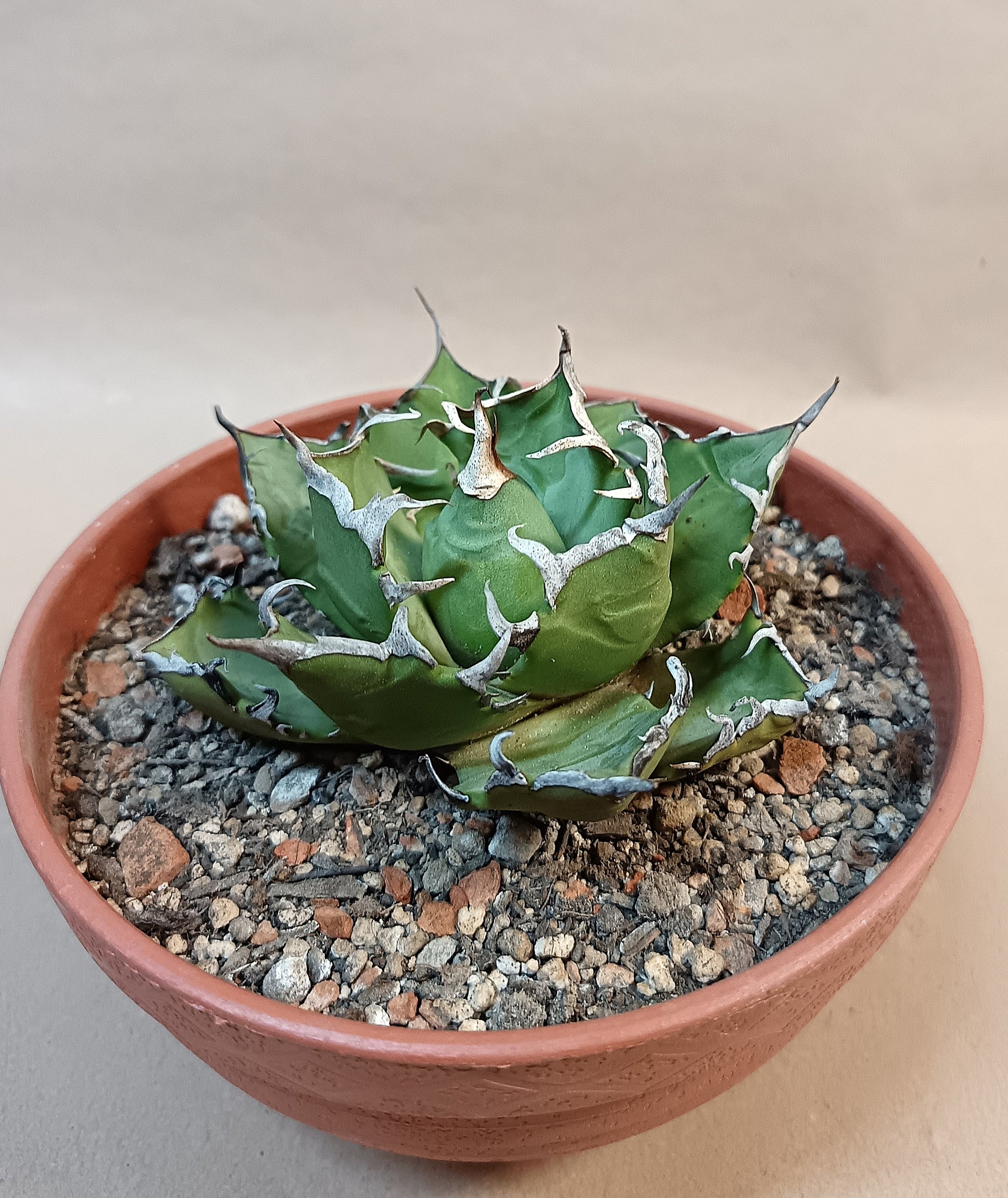 Agave titanota 'Marmaru' – 10cm #2