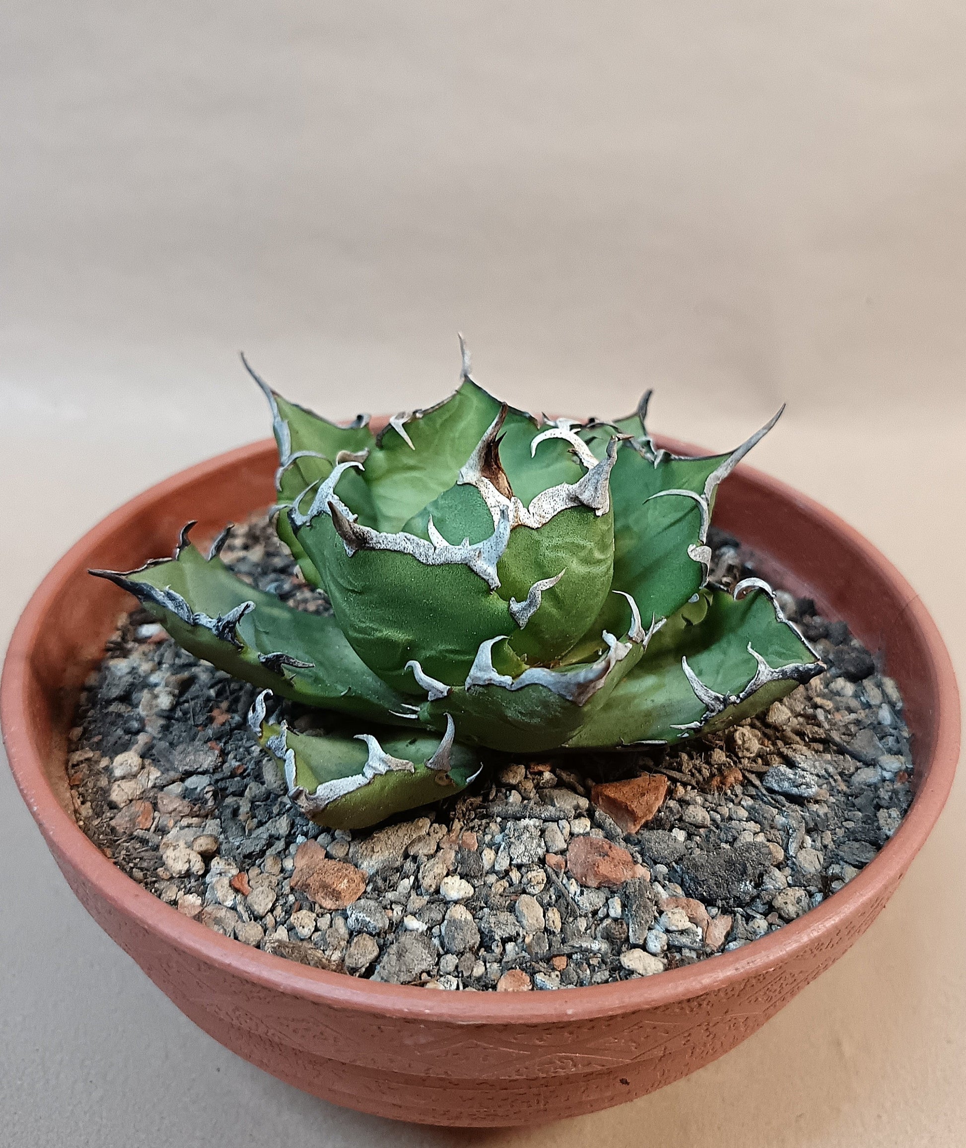 Agave titanota 'Marmaru' – 10cm #2